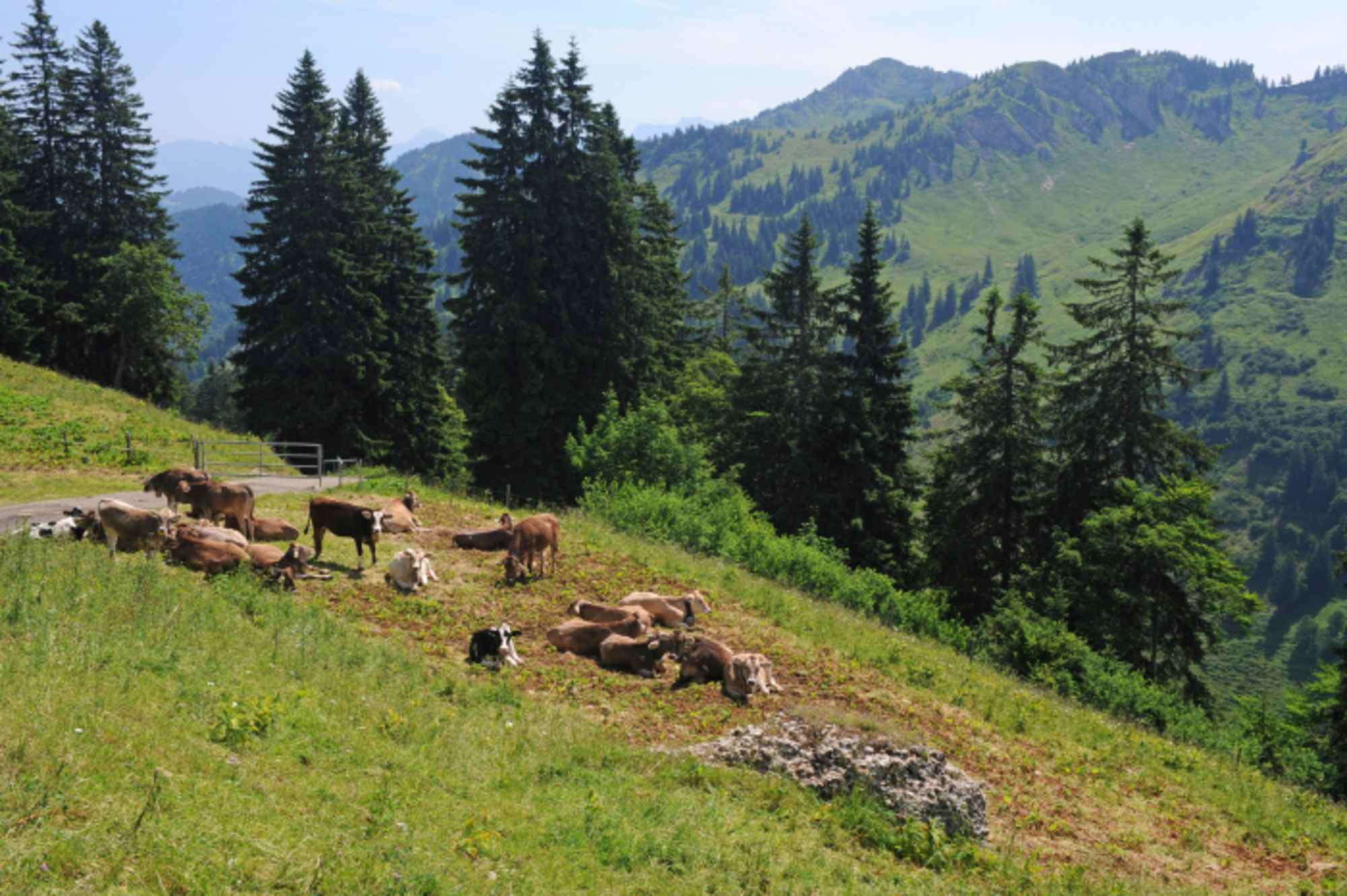 An der Schweidwangalpe