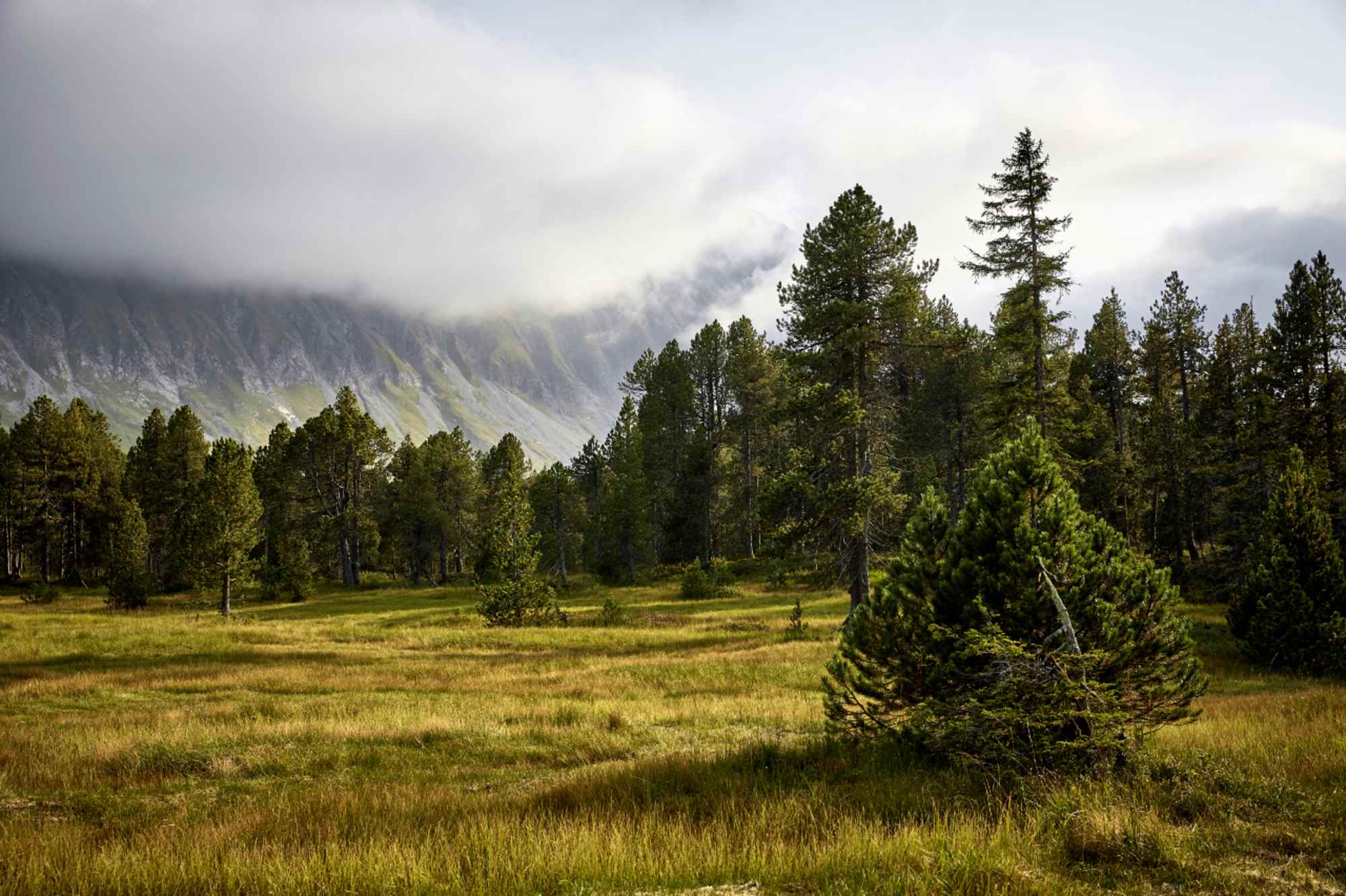 Hochmoor Sörenberg Rossweid