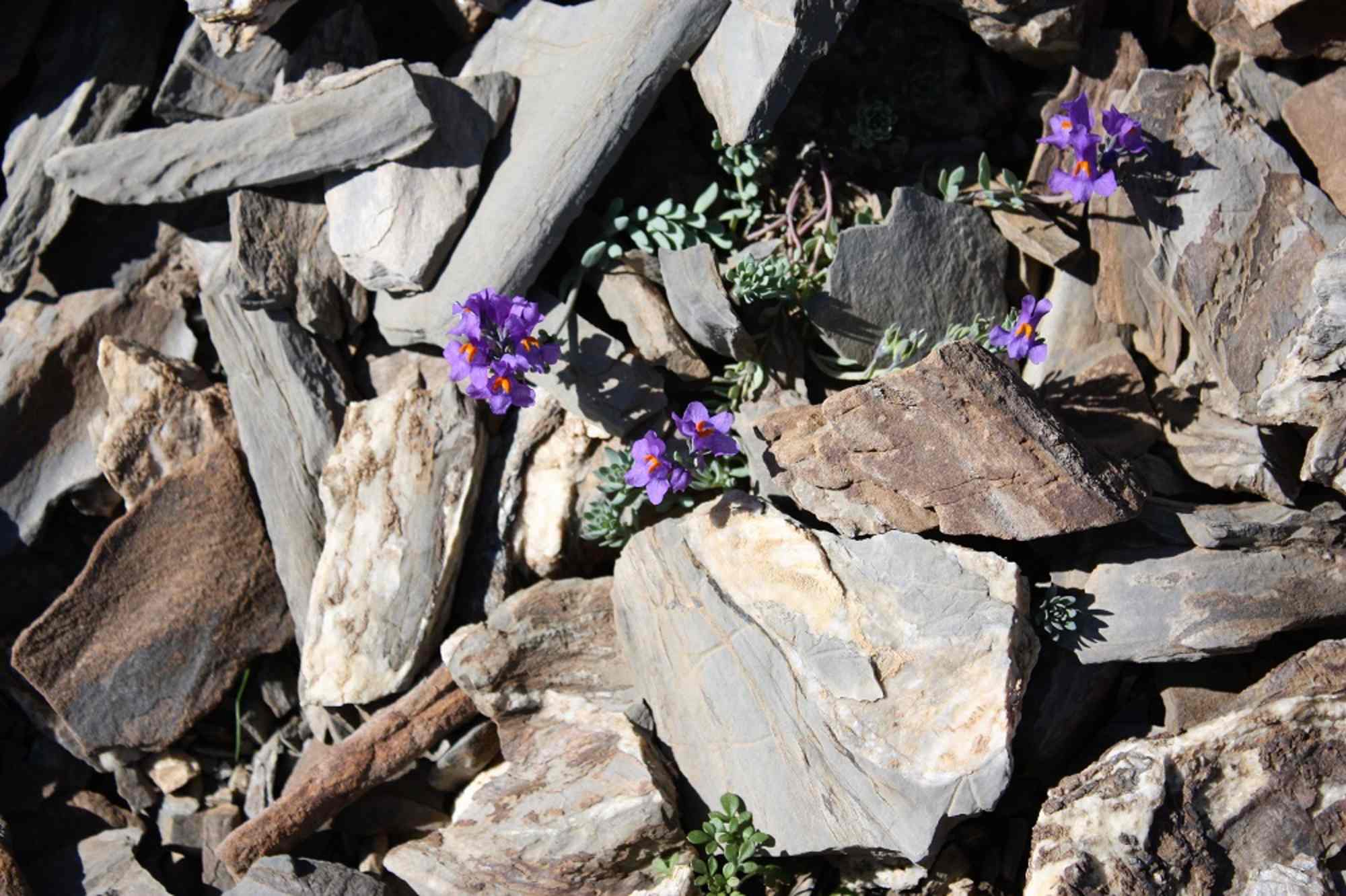Blumen am d´Ela Pass