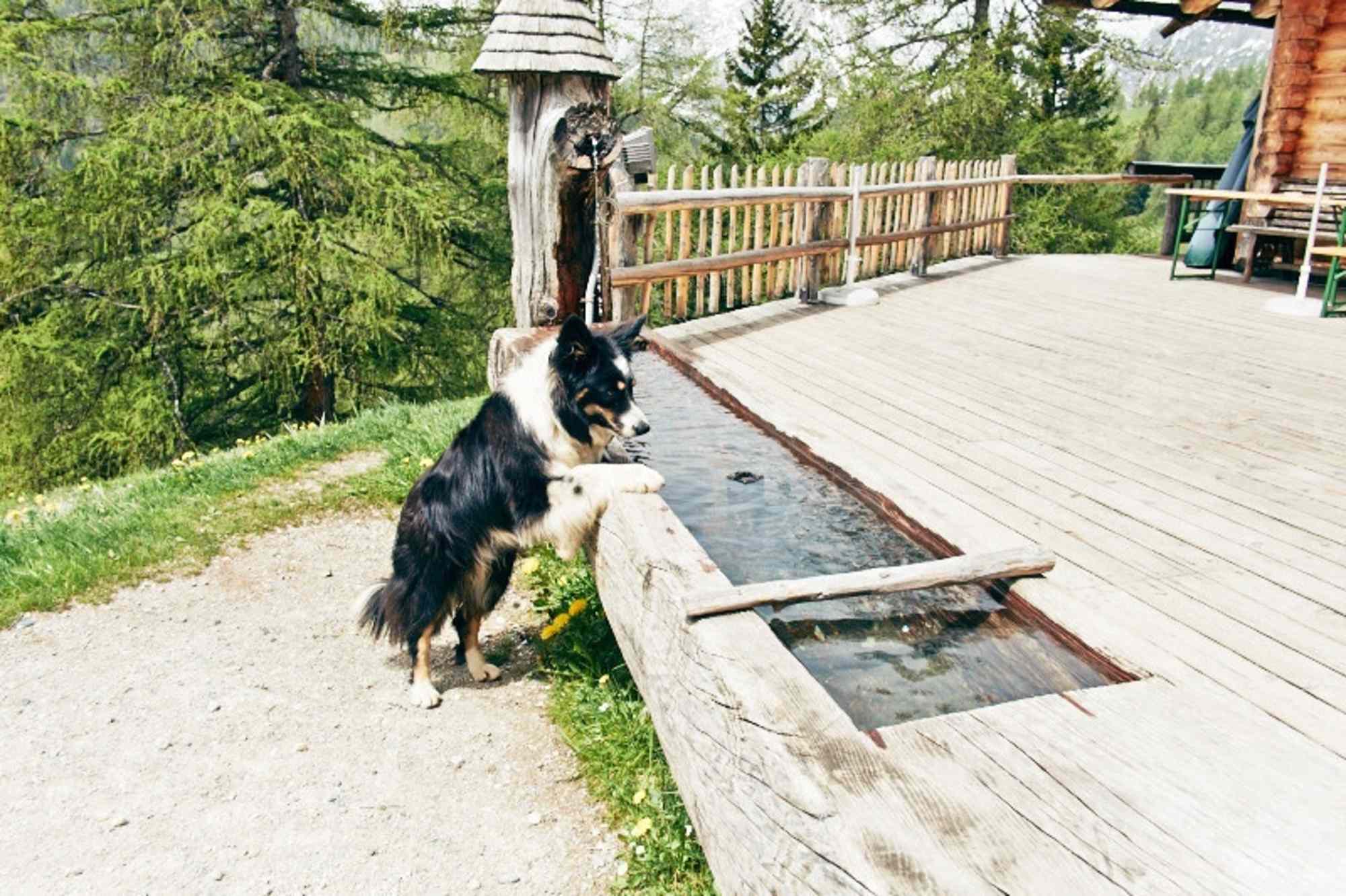 Hund am Brunnen der Brandalm am Dachstein
