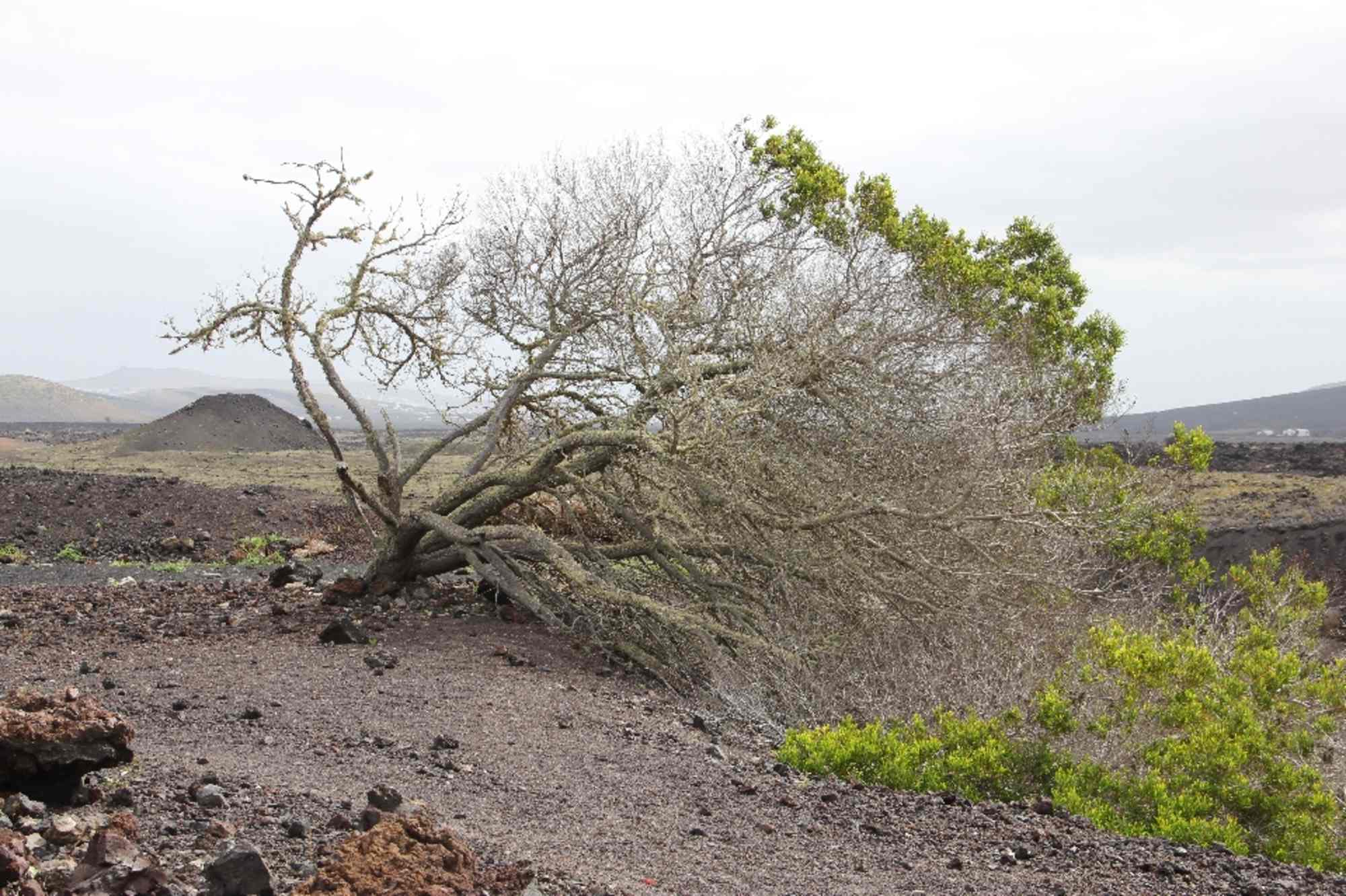 Acacia majorera