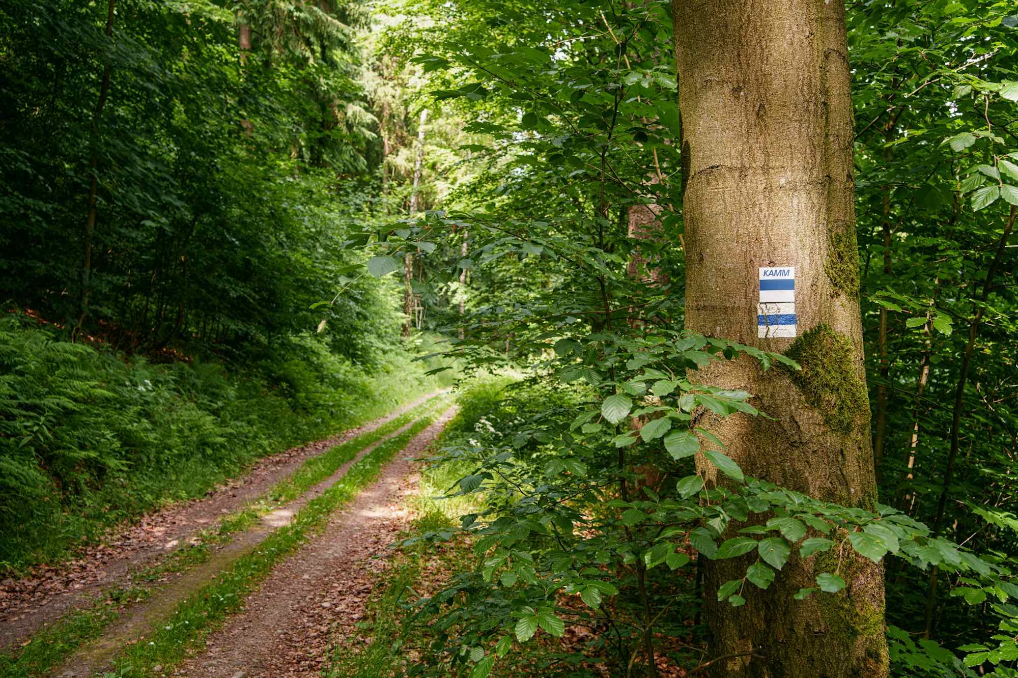 Waldweg bei Olbernhau