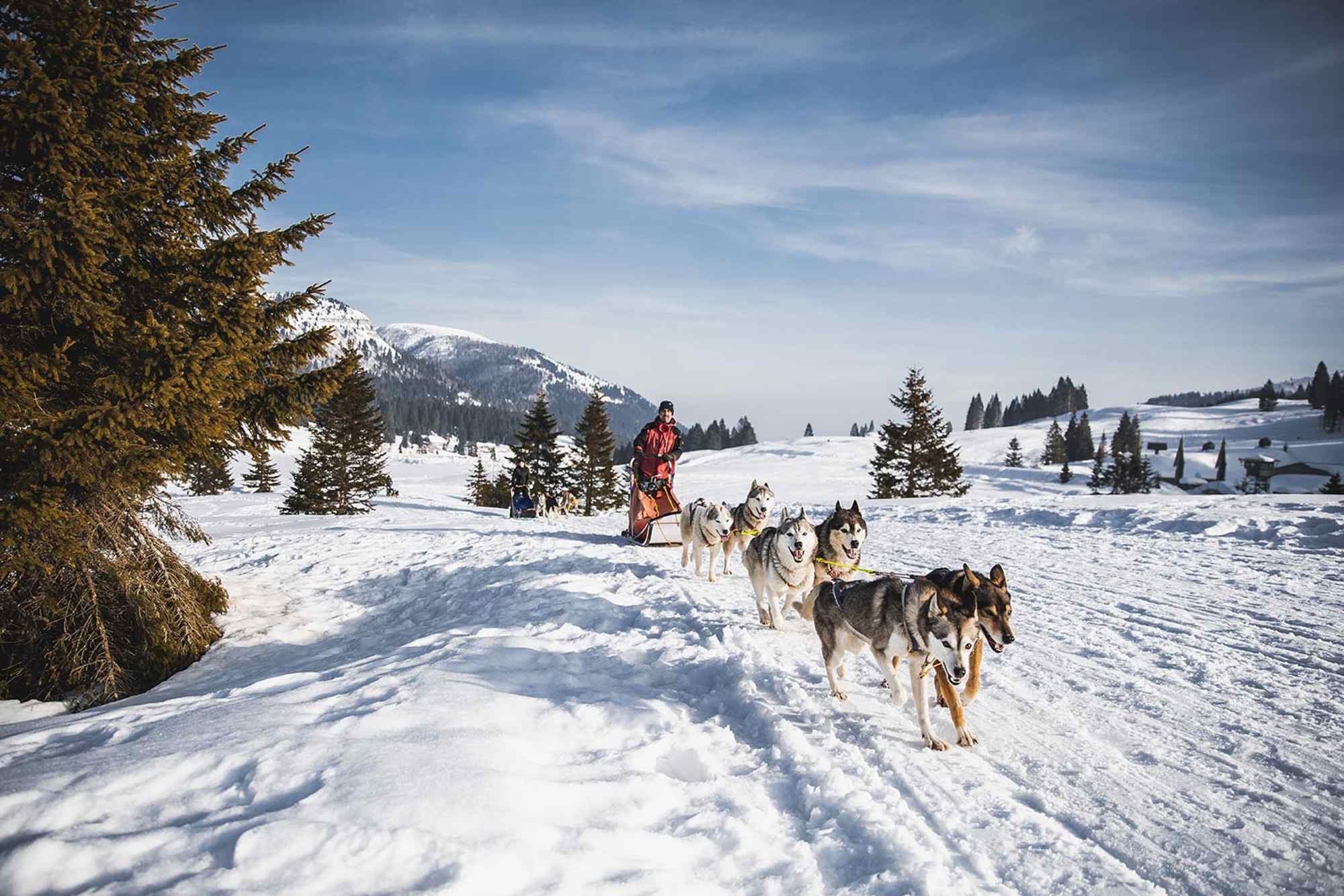 Schlittenhunde in Alpe Cimbra