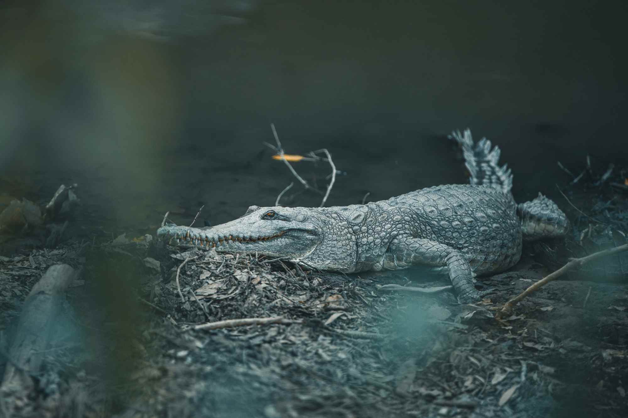 Australiens Wildlife beeindruckt