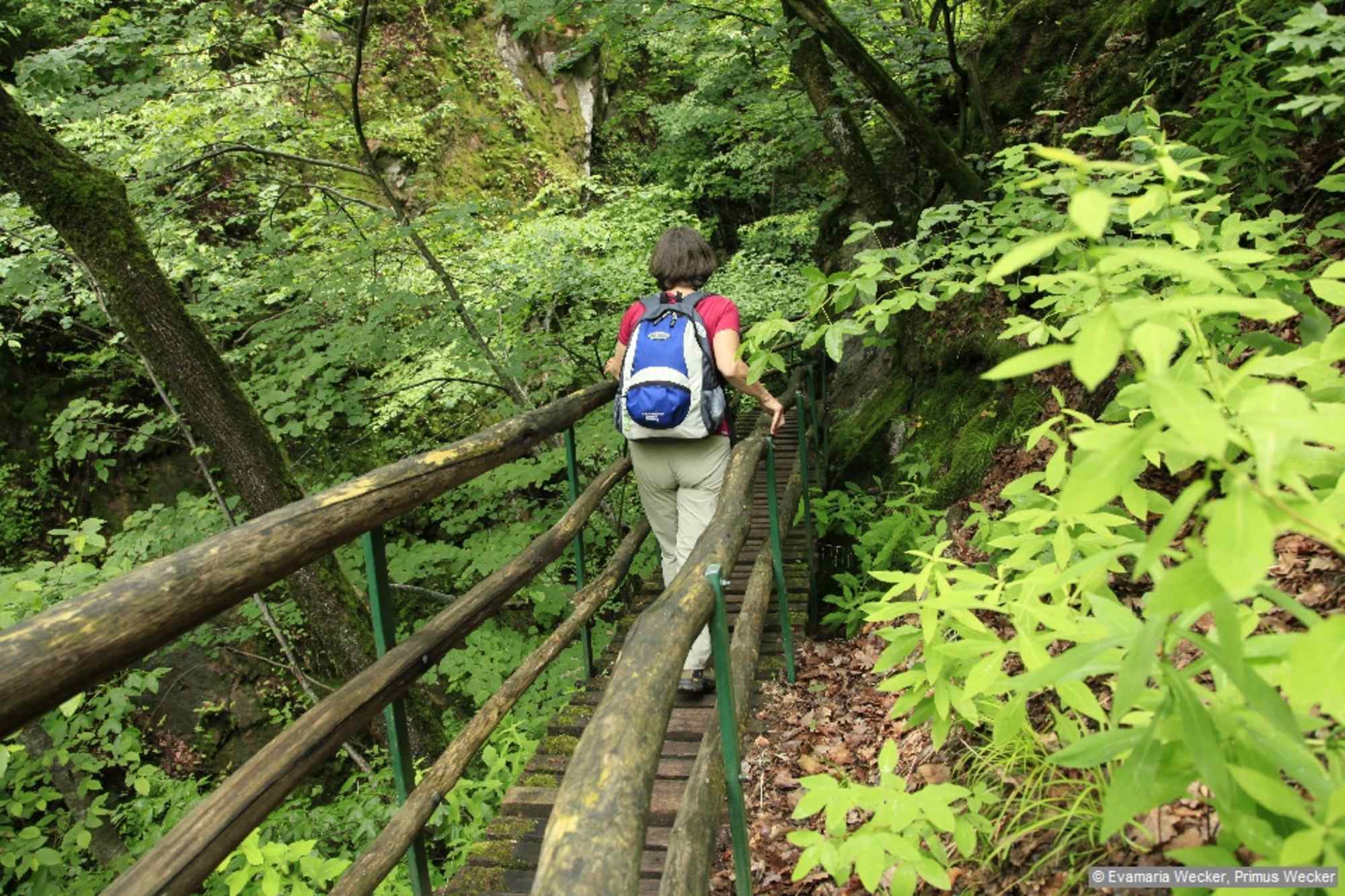 Die tief eingeschnittene Rastenbachklamm weist ein besonderes Mikroklima auf.