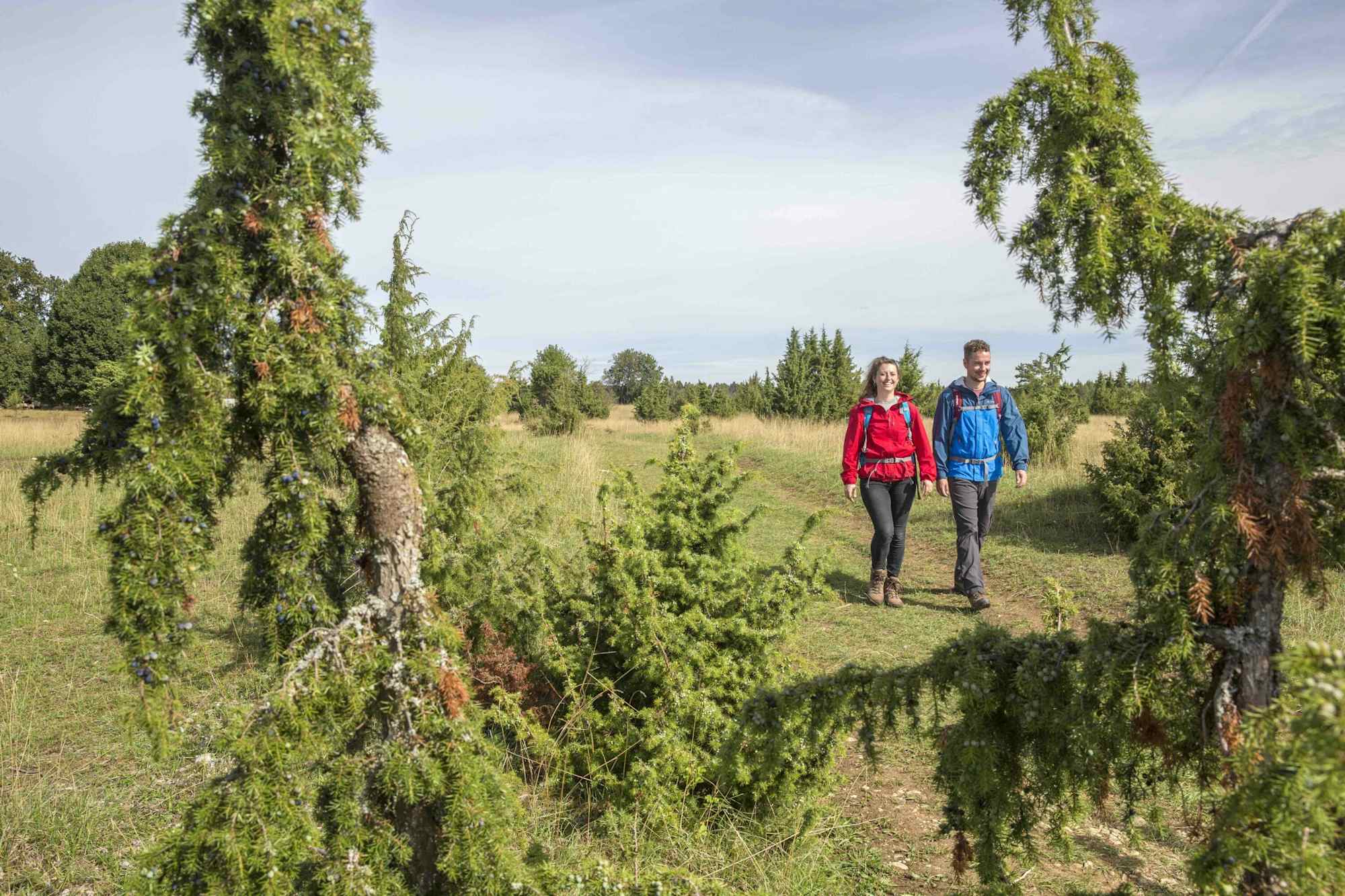 DonauWellen - Wacholderheide beim Wandern