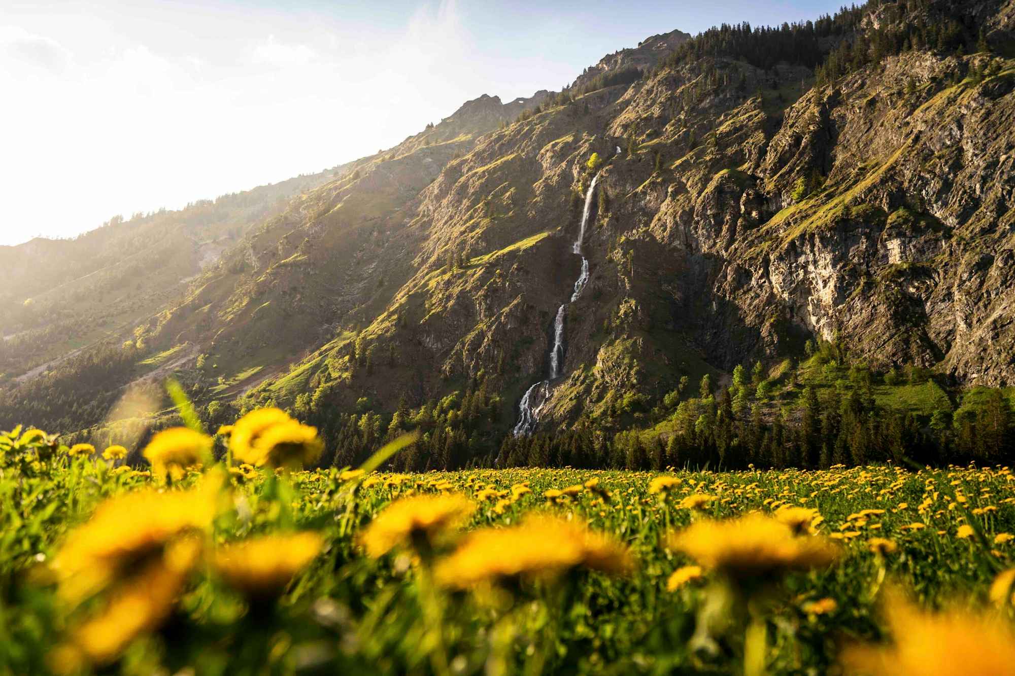 Löwenzahn und Wasser - ein Blick auf die Seewände