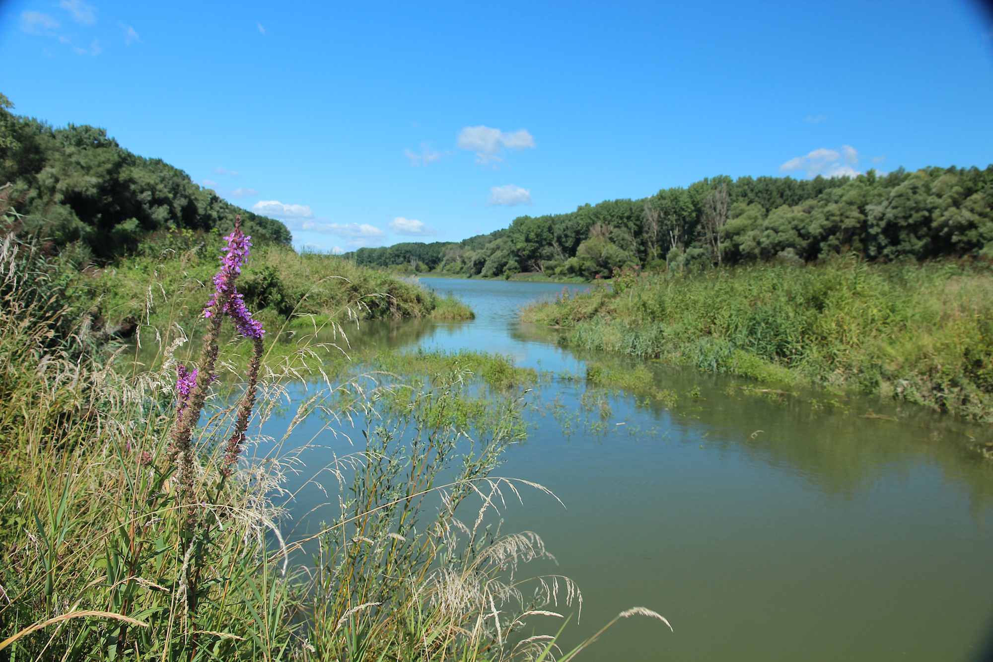 Seitenarm der Donau bei Regelsbrunn