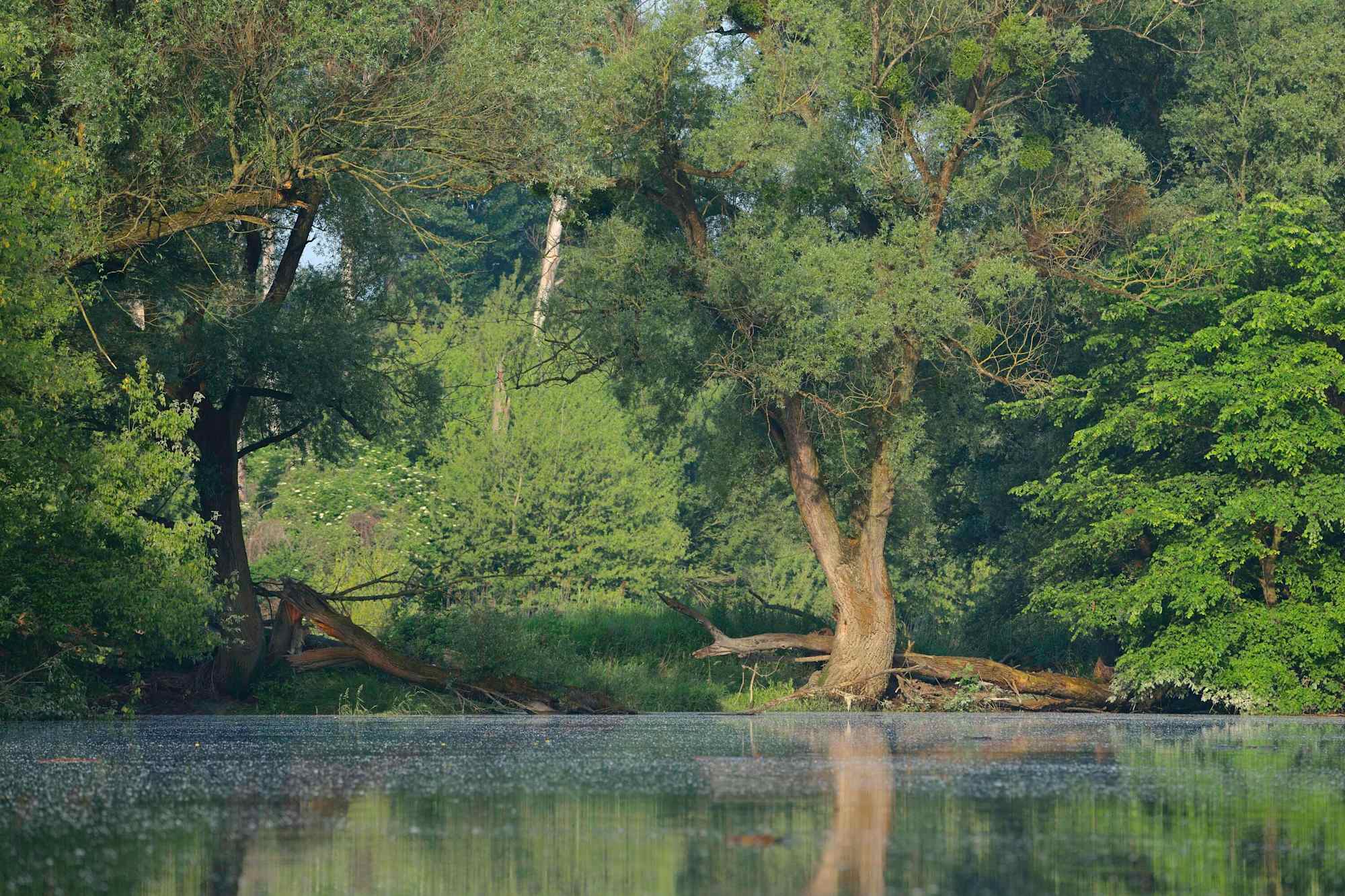 Altarm der Donau in der Spittelauer Au