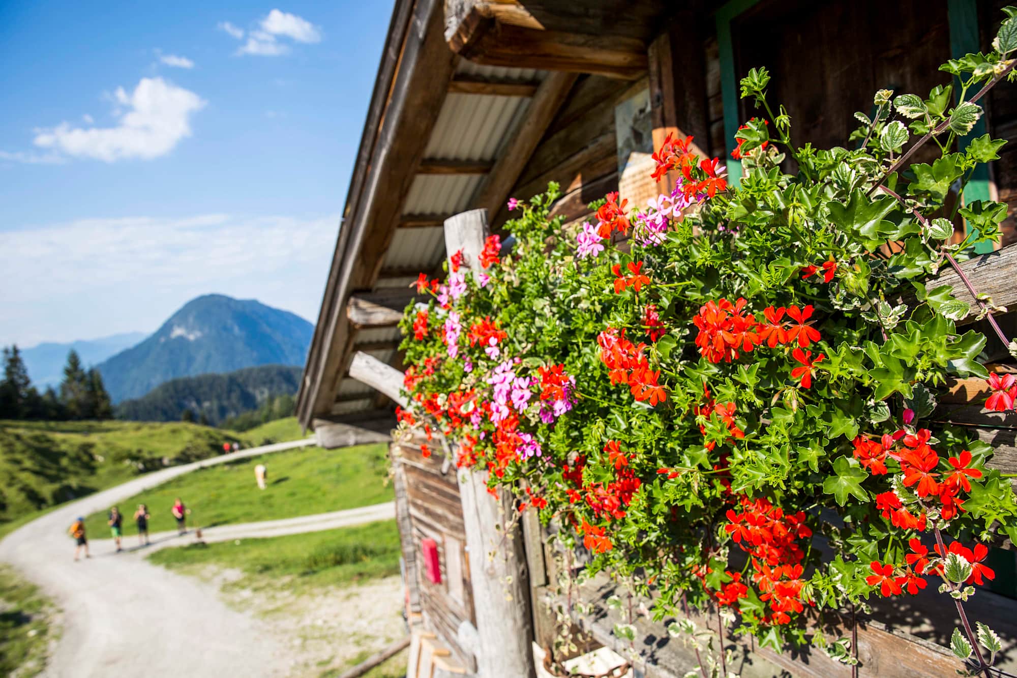 Blumenschmuck auf der Stöfflhütte