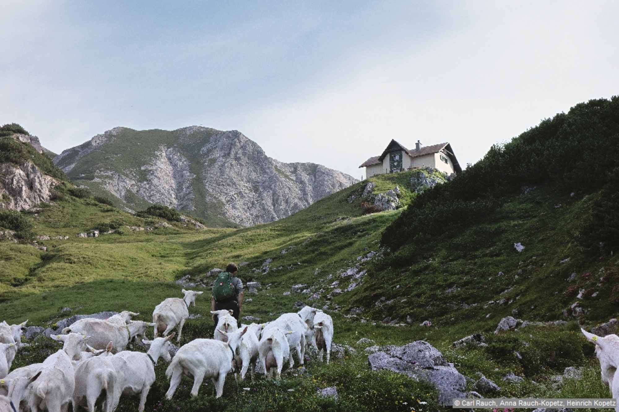 Begleitet von den Ziegen der Grabneralm auf den letzten Metern vor dem Admonter Haus.
