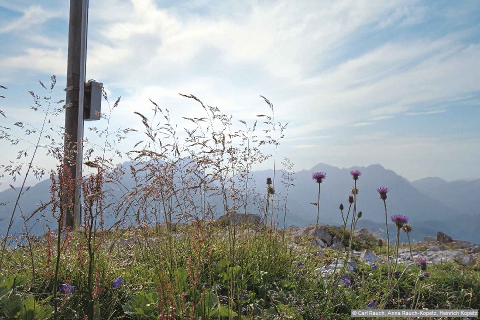 Der Grabnerstein wird oft als der »schönste Blumenberg der Steiermark« bezeichnet.