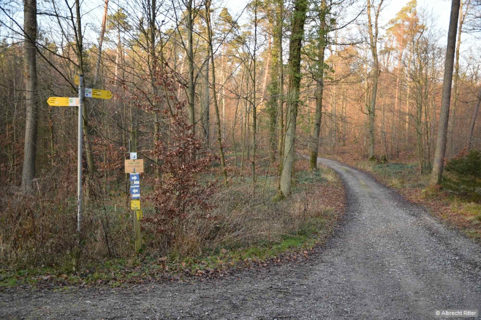 Von einem aufgestauten Fischteich führt unser Weg nach rechts und verläuft in sanftem Anstieg durch den Wald bis zur Kreuzung an der Metterquelle.