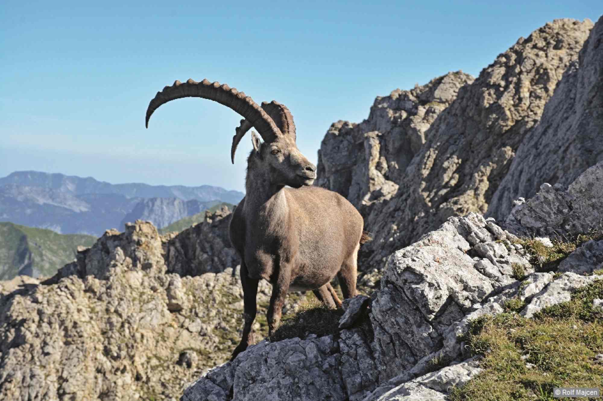 Alpensteinbock in der Gipfelregion des Gößecks.