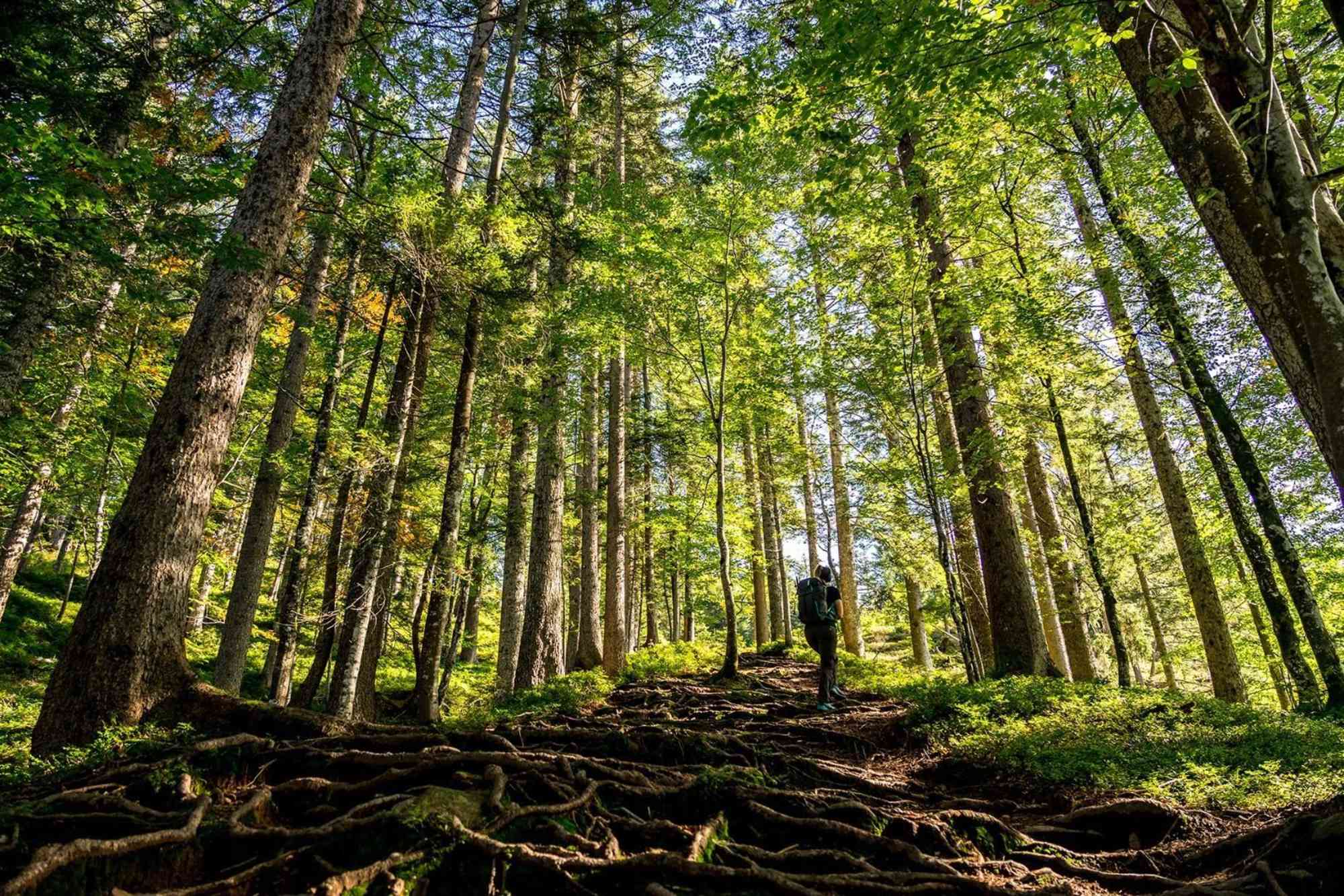 Kaiserkrone, Etappe 1, Aufstieg durch den Wald