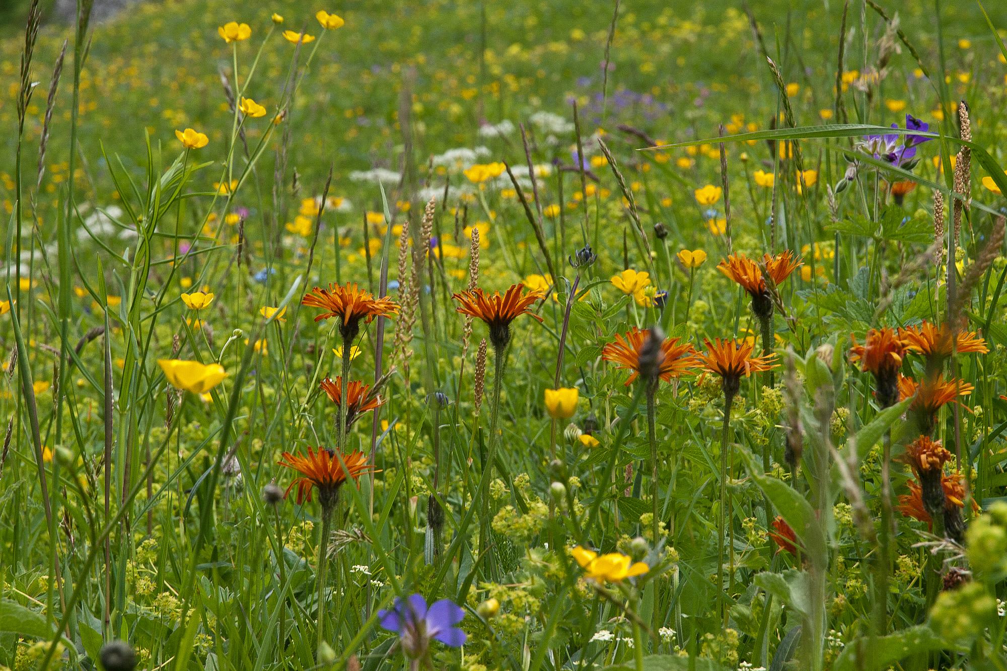 Bunte Bergwiese im Nationalpark Hohe Tauern Osttirol