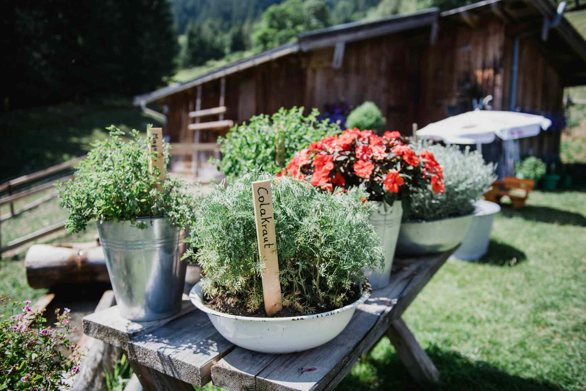Kräuter auf der Arbesreitalm