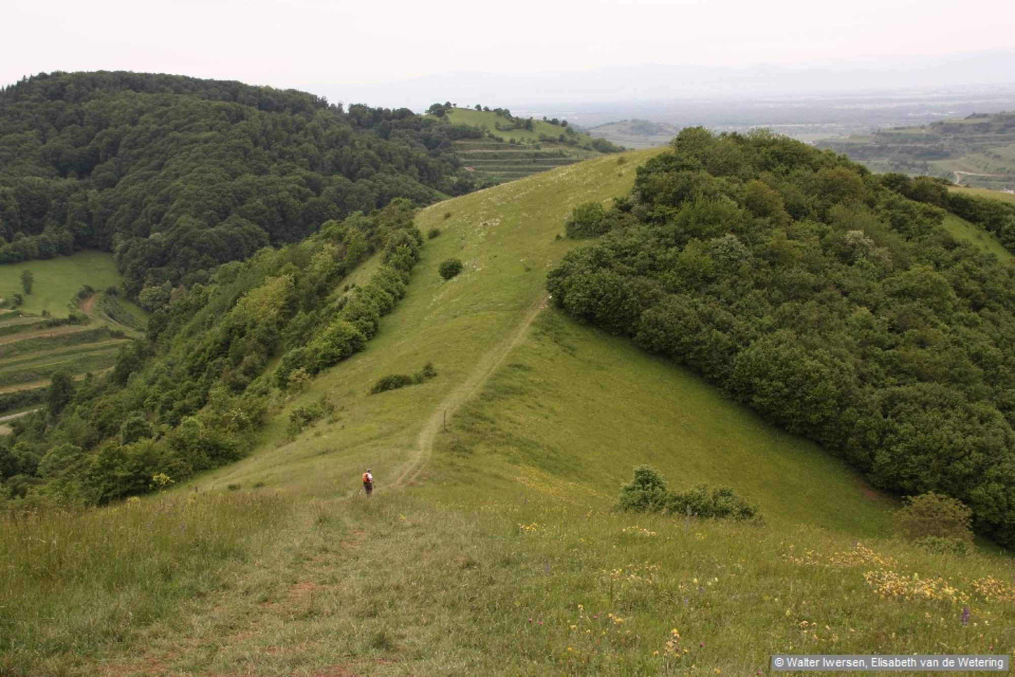 Kaum ein Ort im Kaiserstuhl wird im Frühjahr so gern besucht wie der Badberg im Naturschutzgebiet Haselschacher Buck.