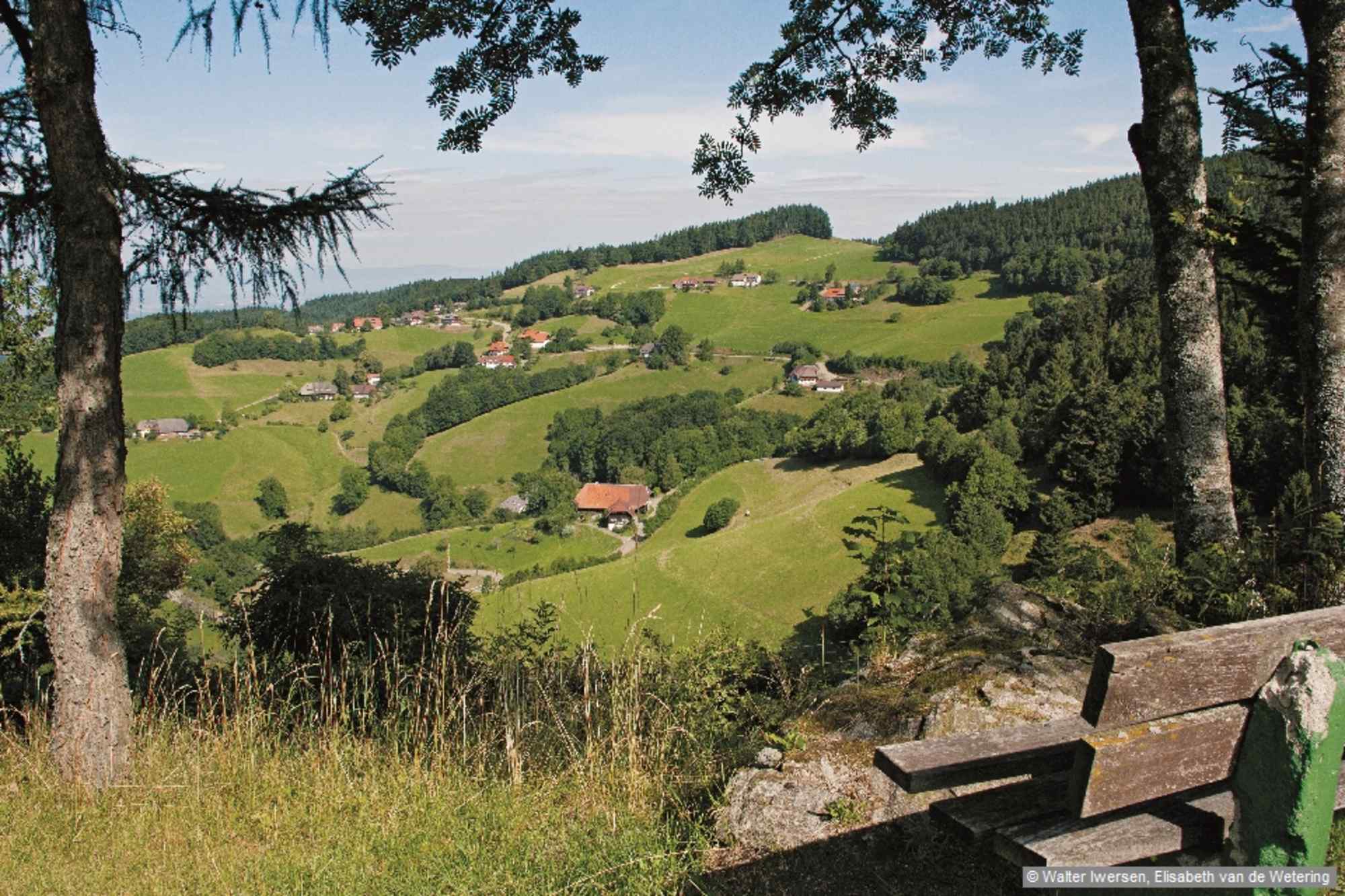 Gerstenhalmkamm