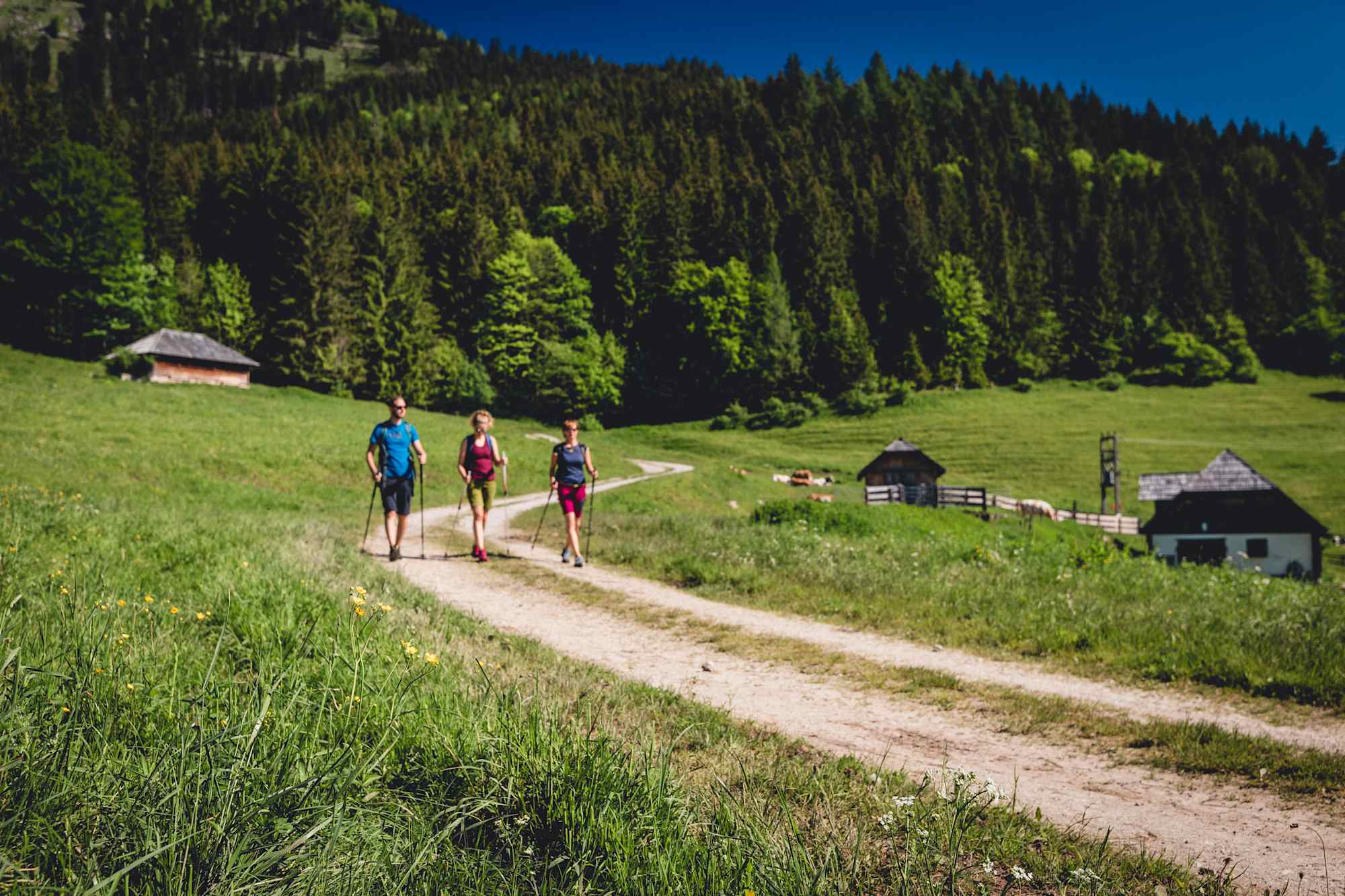 Wald- und Almwege zeichnen die 9. Etappe der BergZeitReise in der Hochsteiermark aus.