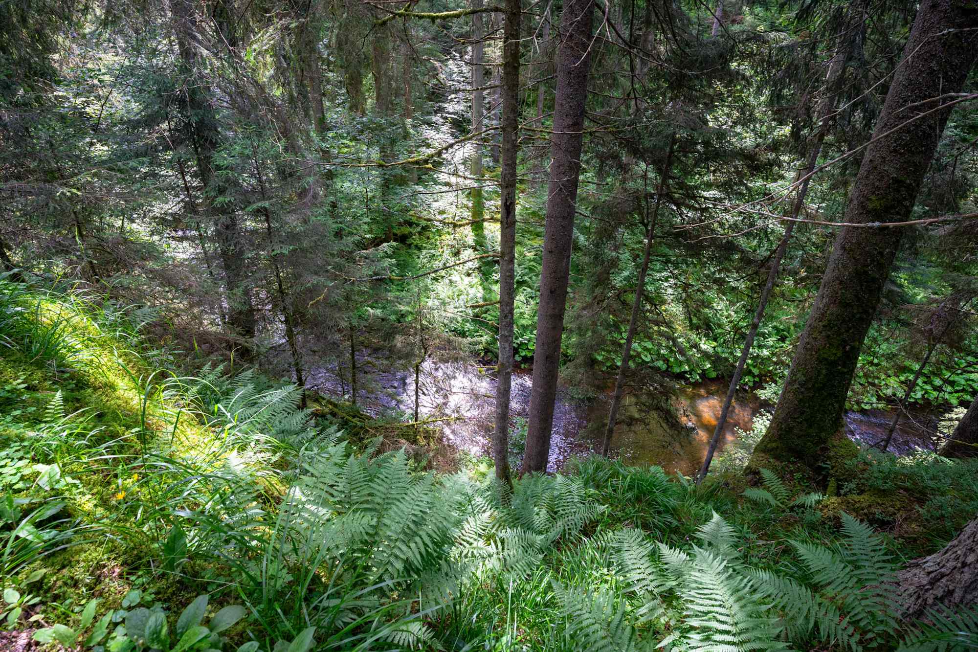 Blick auf die Rötenbachschlucht