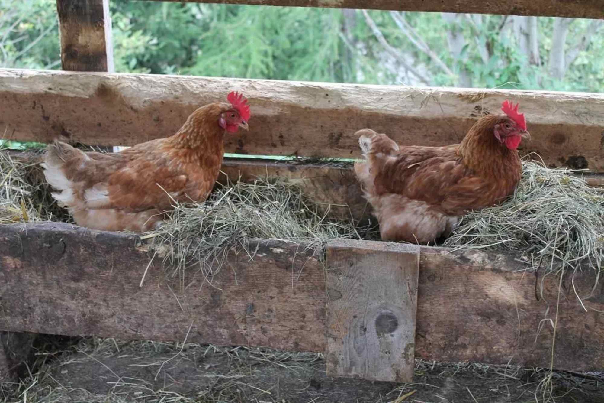 Glückliche Hühner auf der Sulzlalm