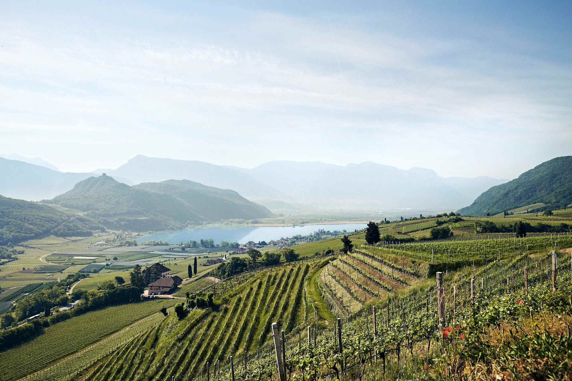 Blick von den Weinbergen auf den Kalterer See