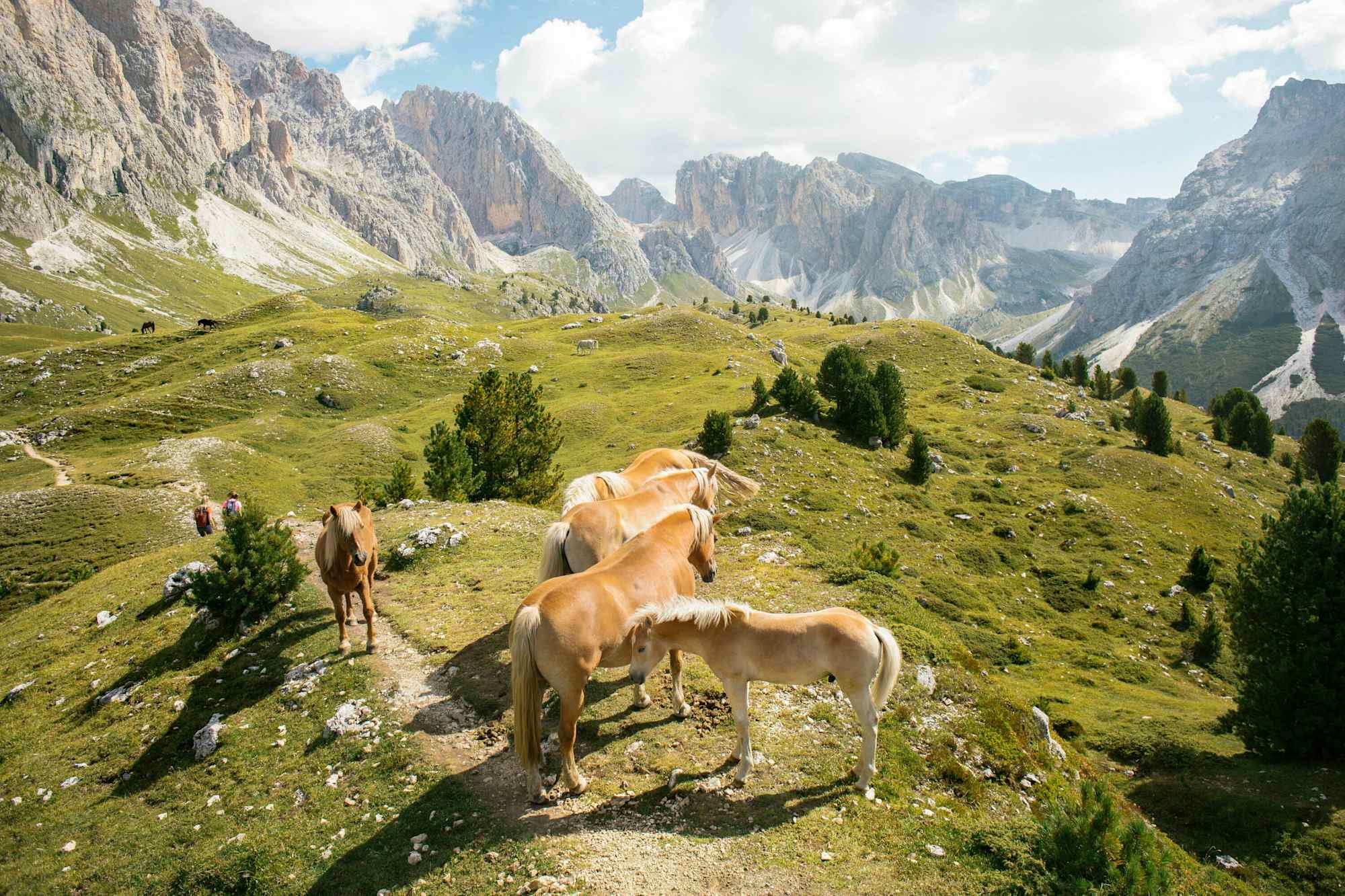 Auch Haflinger genießen ihren Bergsommer in den Dolomiten.