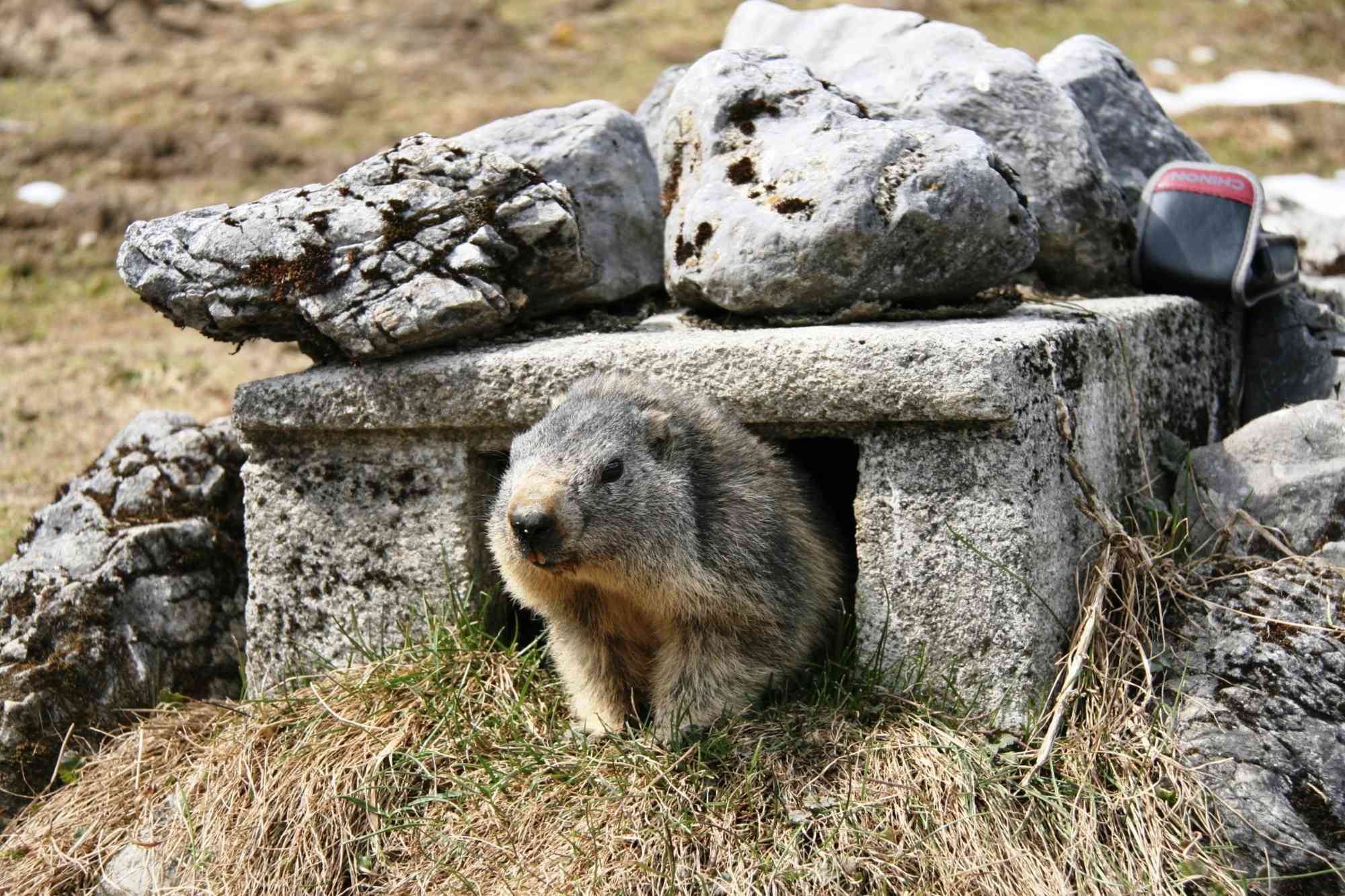 Murmeltierweg am Hochkönig