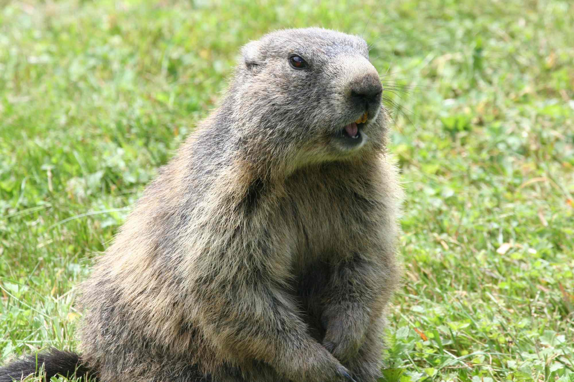 Murmeltiere