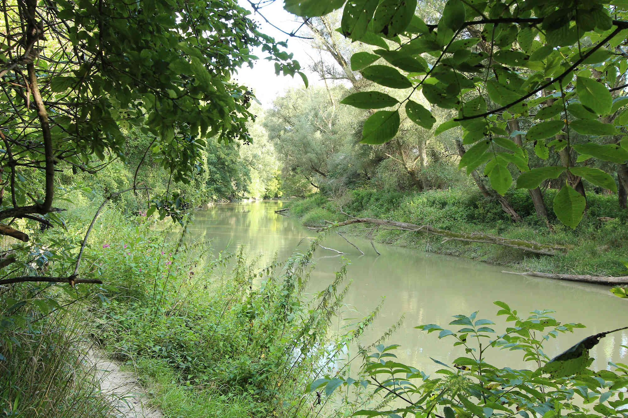 Seitenarm der Donau und typischer Auwald