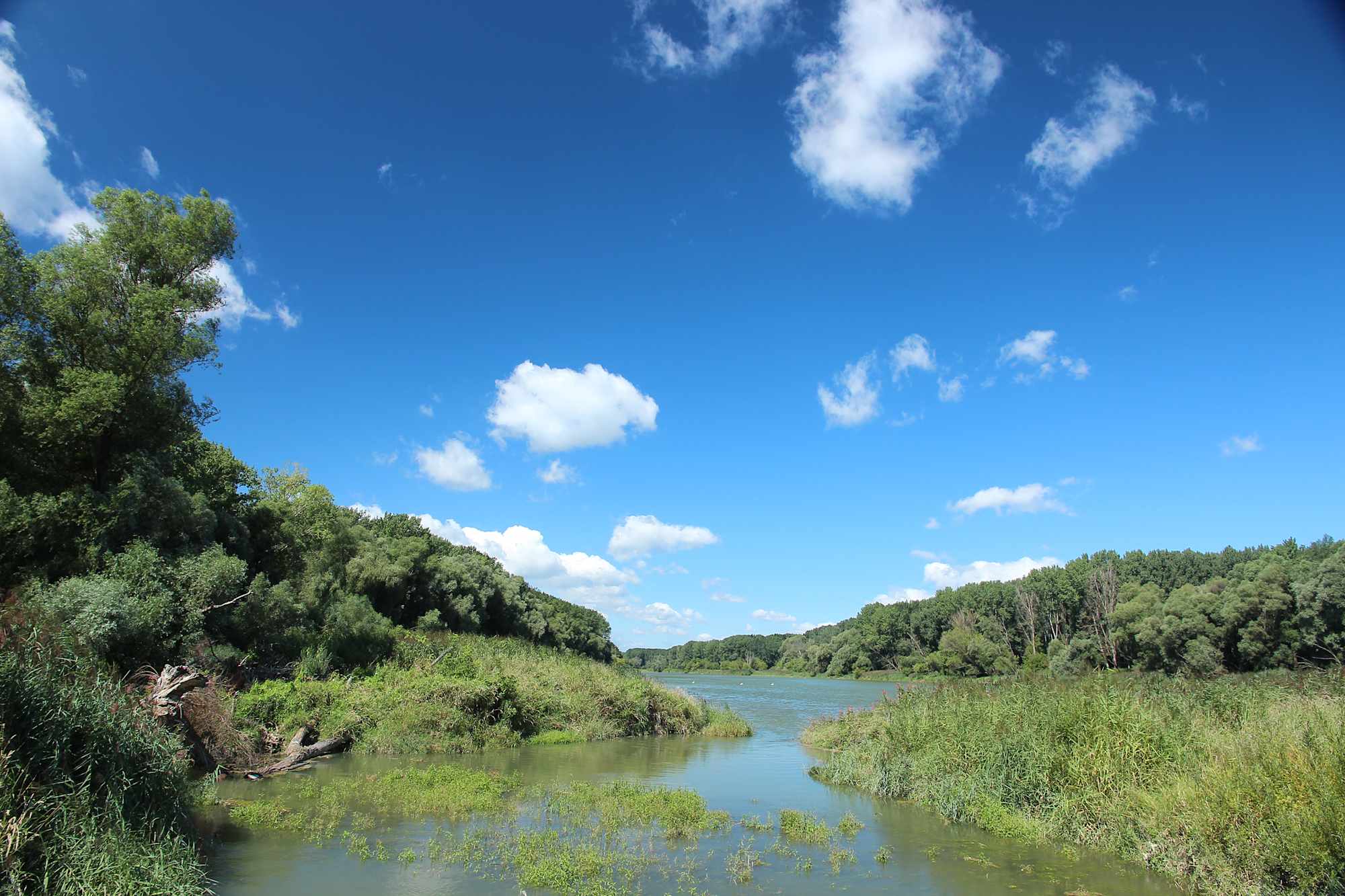 Entlang der Seitenarme der Donau entwickelt sich eine unglaublich reiche Flora und Fauna.