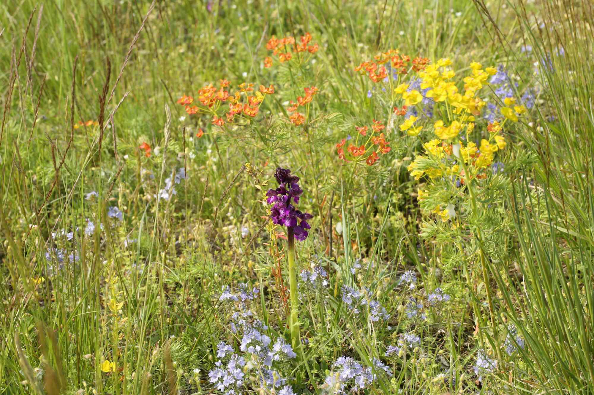 Blumenvielfalt in der Unteren Lobau