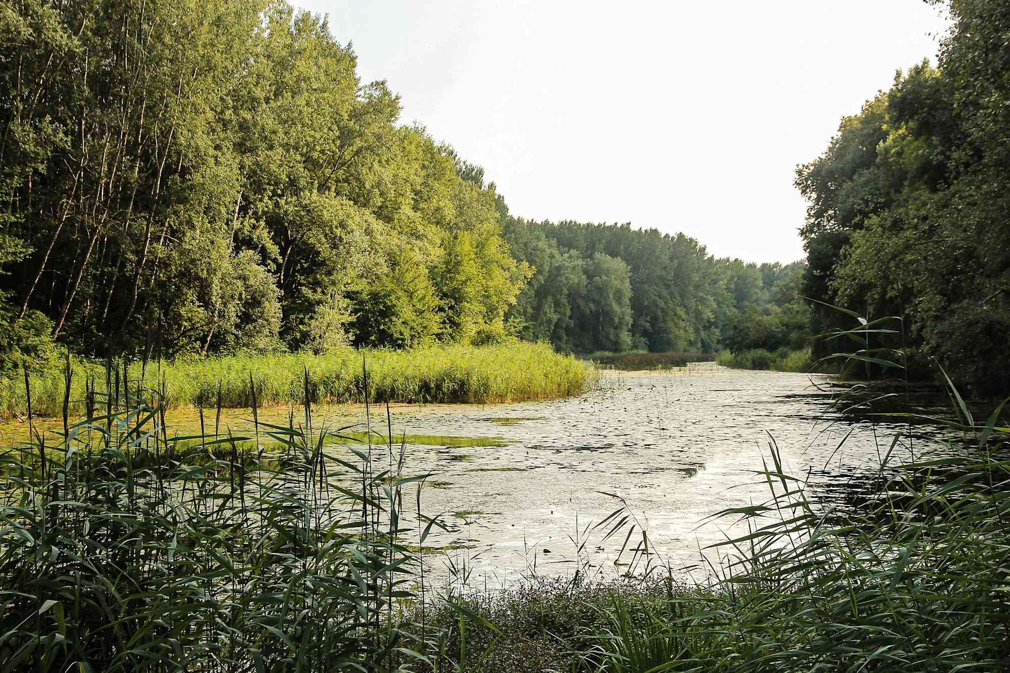 Donau-Seitenarm in der Stopfenreuther Au
