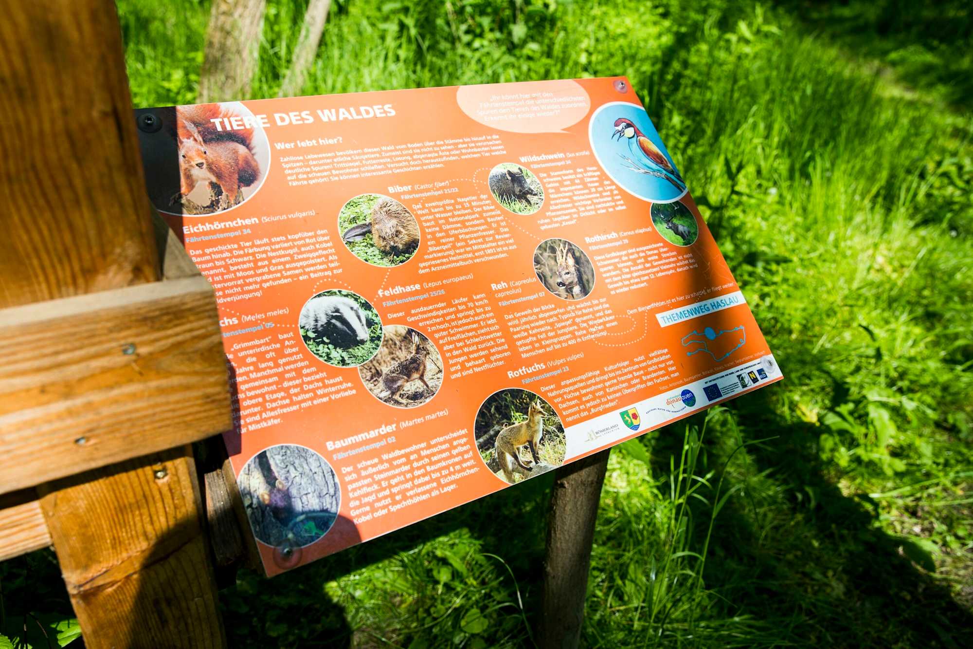 Infotafel zu den Tieren des Waldes am Themenweg Haslau.