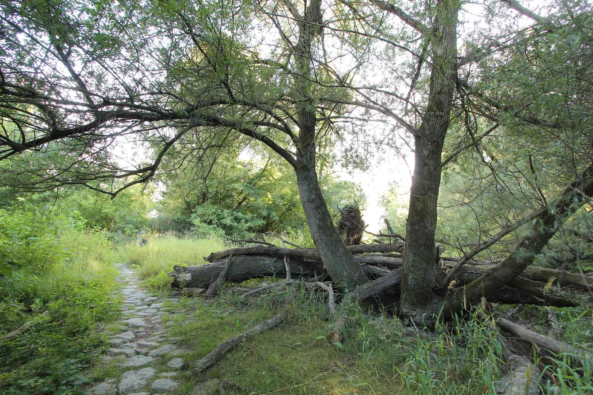 Diese dynamischen Bereiche des Nationalparks Donau-Auen sind besonders schützenswert.