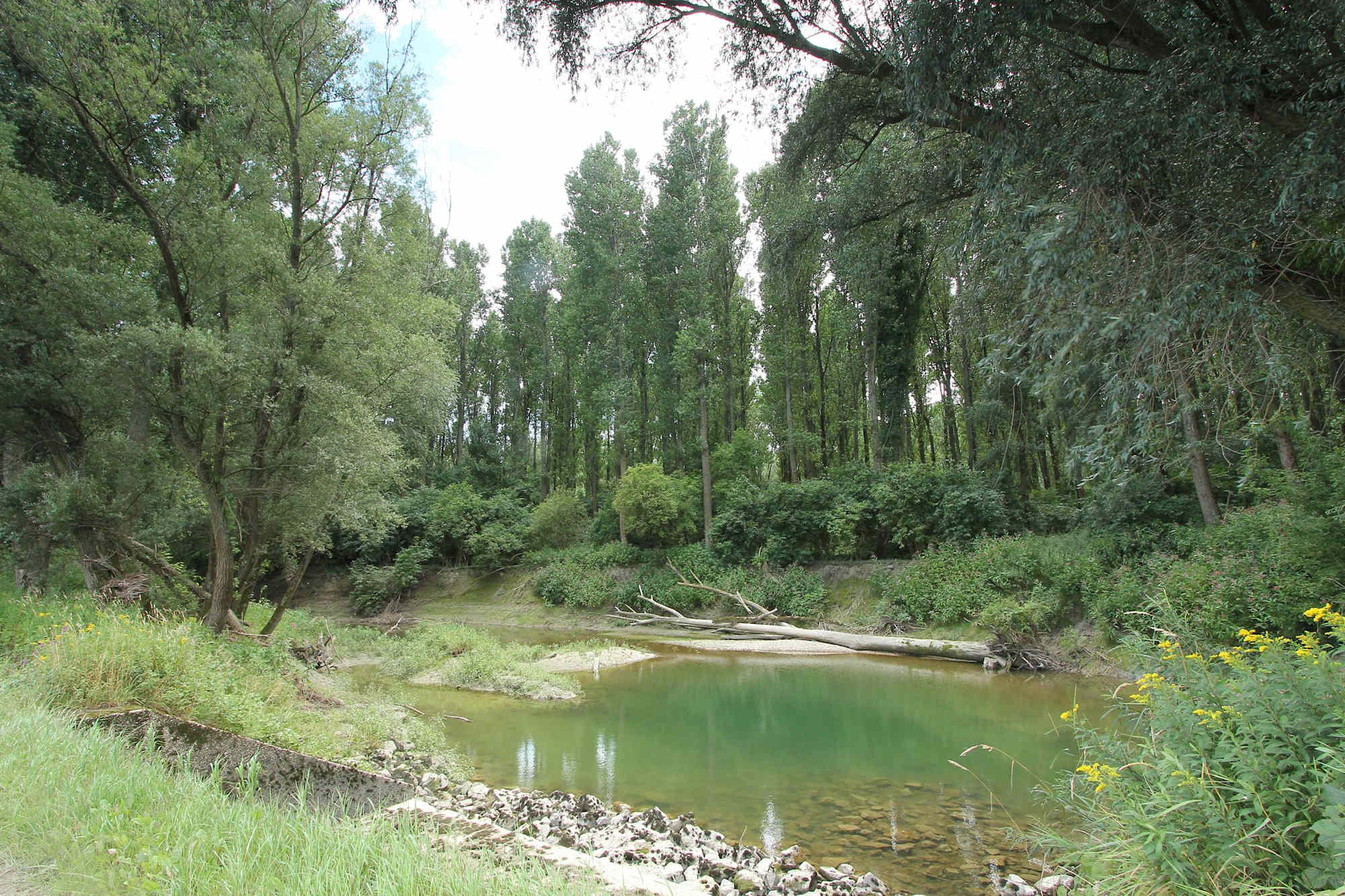 Altarm der Donau im Nationalpark Donau-Auen