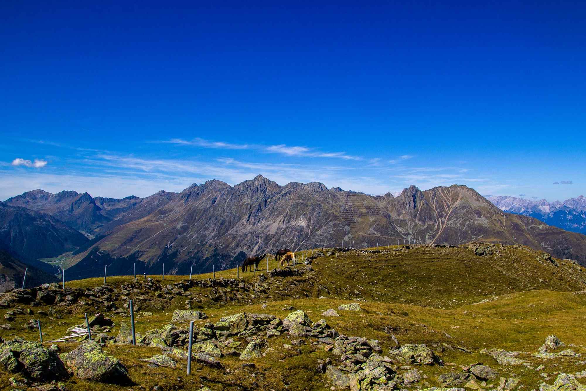 Anstieg zum Windegg - Pferde auf der Alm
