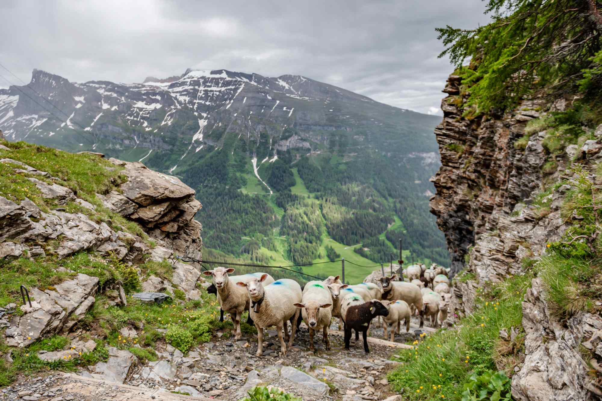 Schafe auf dem Gemmiweg