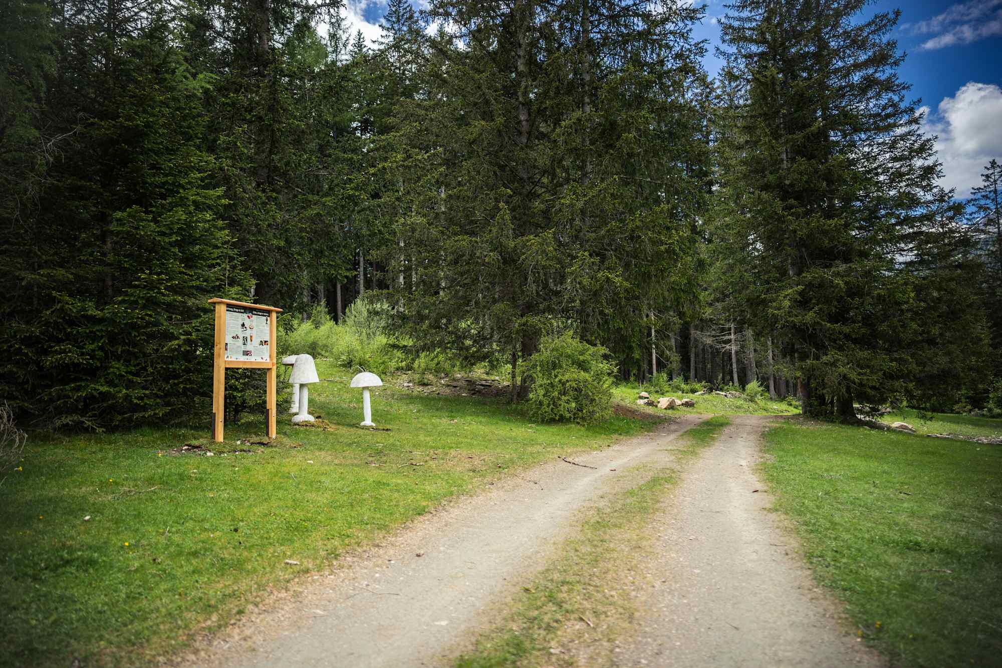 Am Pilzeweg im Pfitschtal