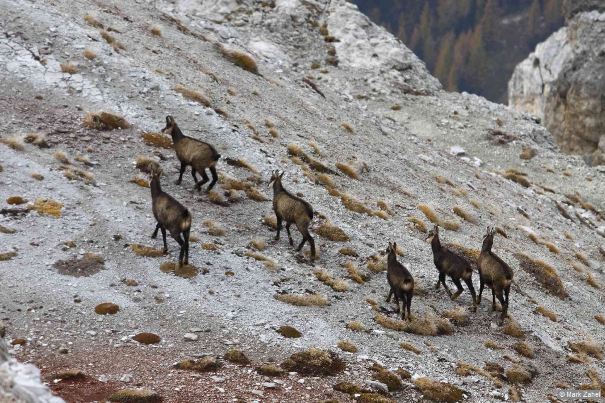 Gämsen am Col dei Bos.