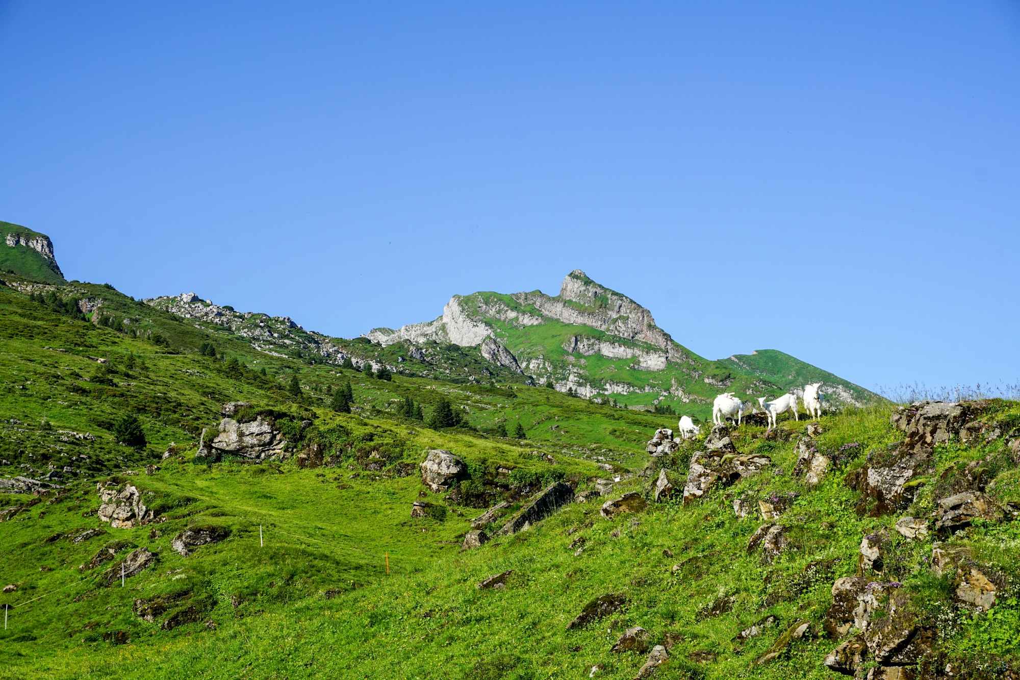 Toggenburger Höhenweg Etappe 2 Blick Churfristen