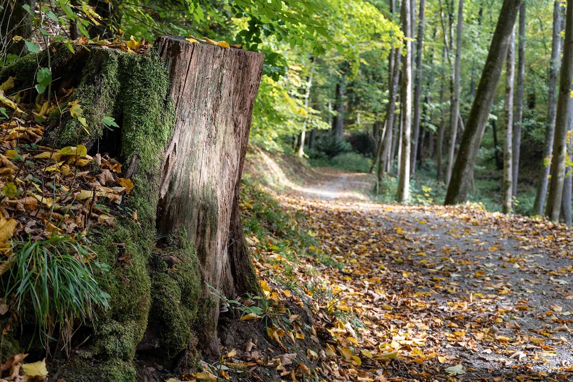 Wanderung im Kaskadental | Bad Kissingen