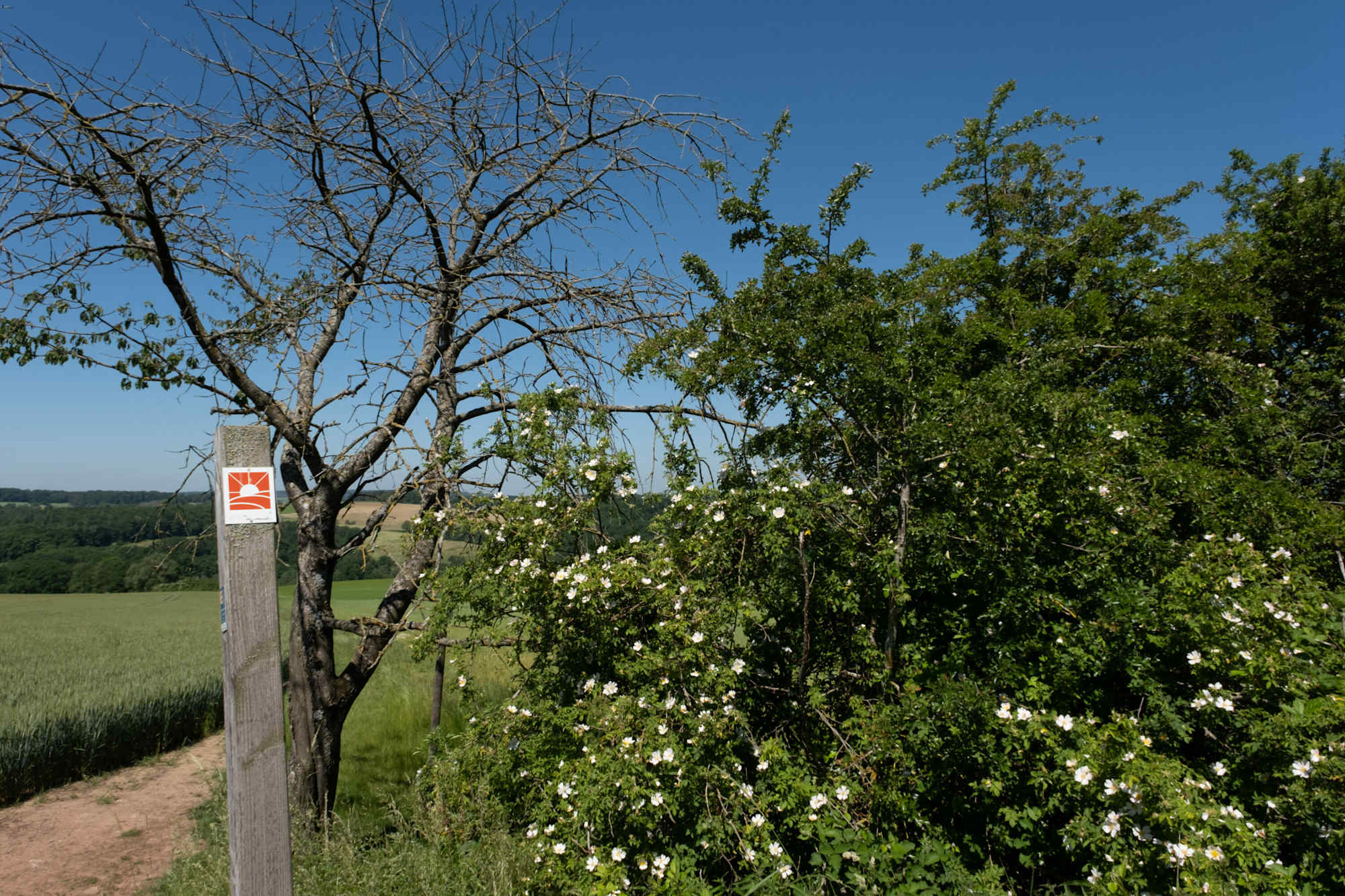Am Paradiesgartenweg