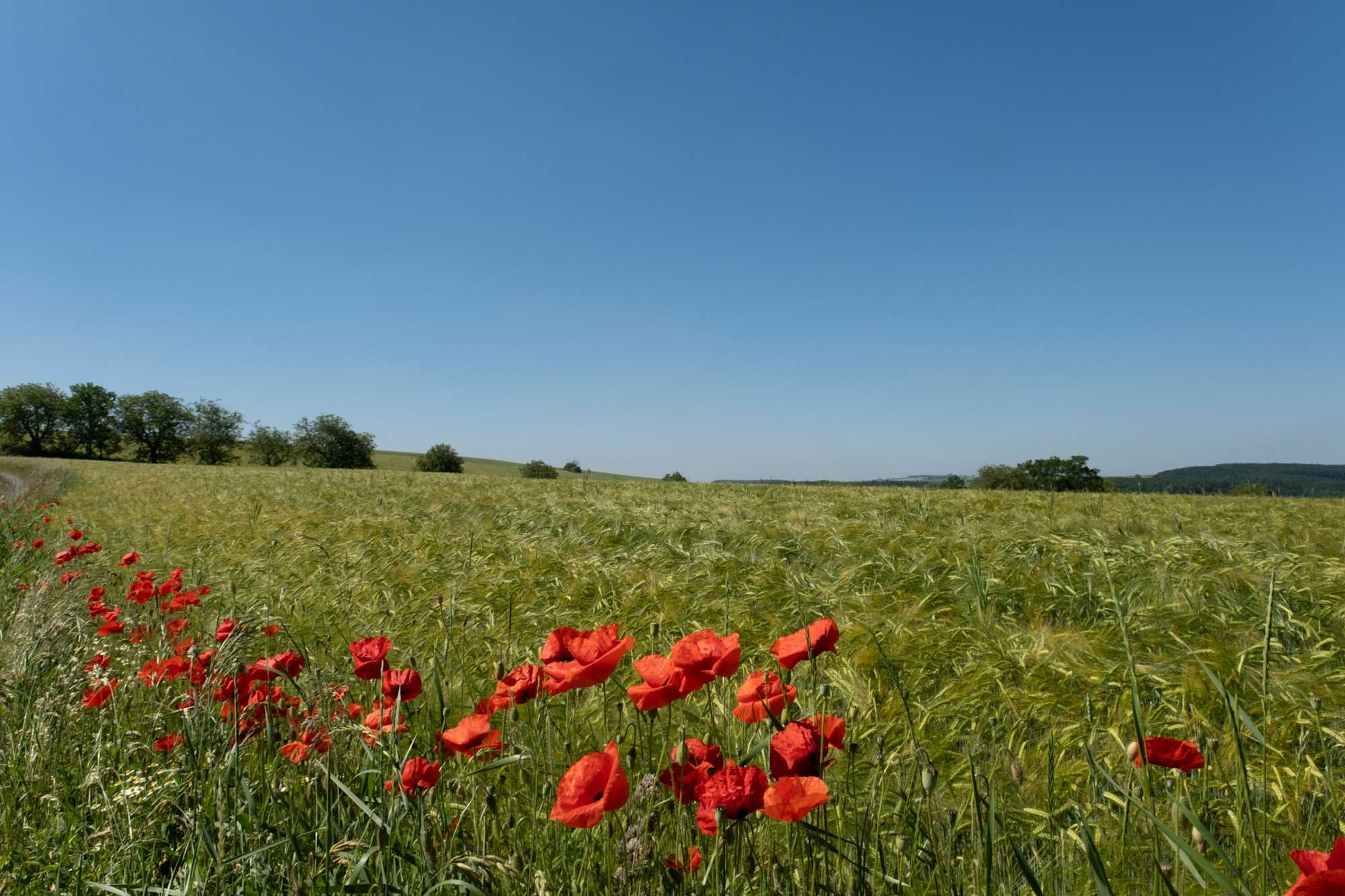 Am Paradiesgartenweg