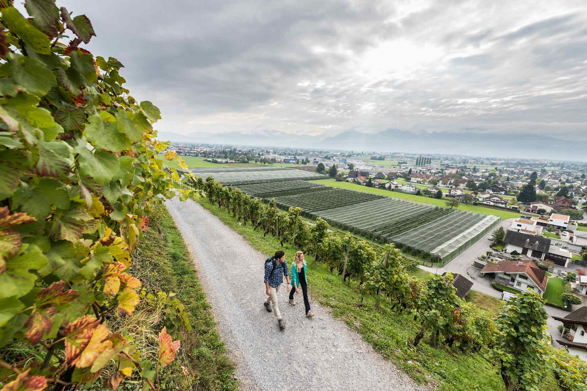 Rheintaler Weinwanderweg