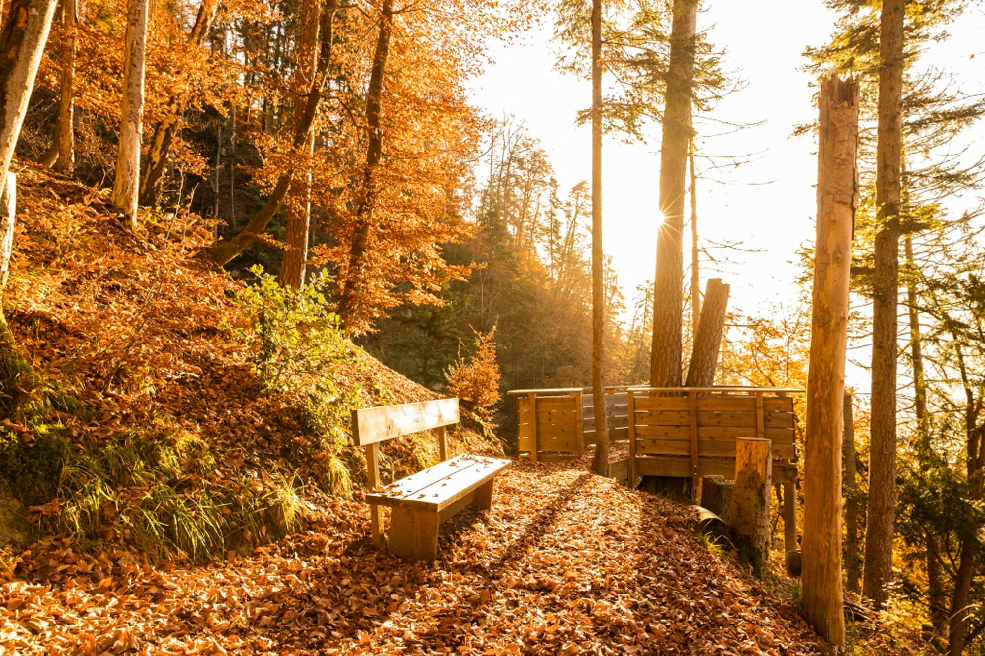 Sägaweiherweg im Herbst