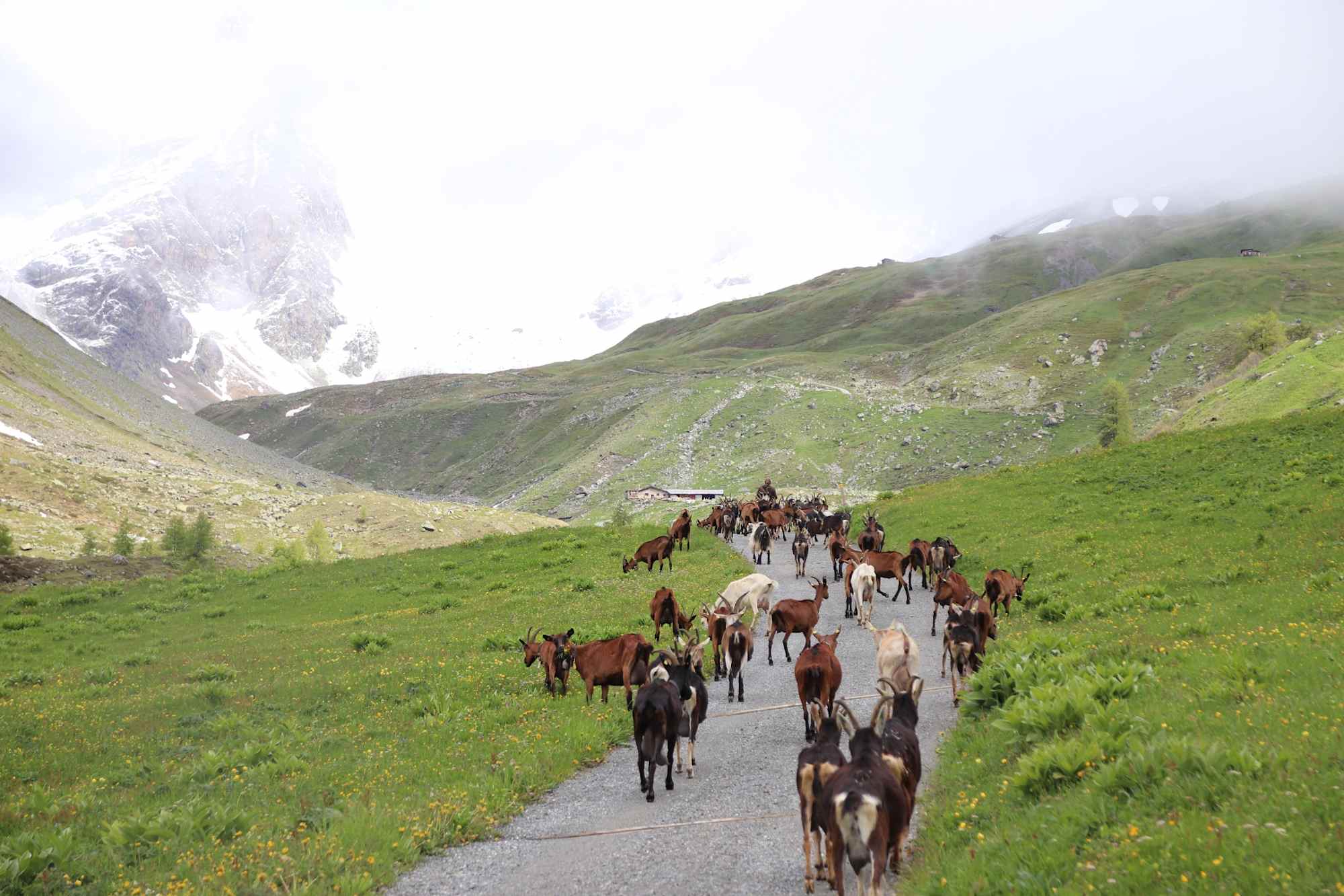 Alpaufzug zur Alp Suot