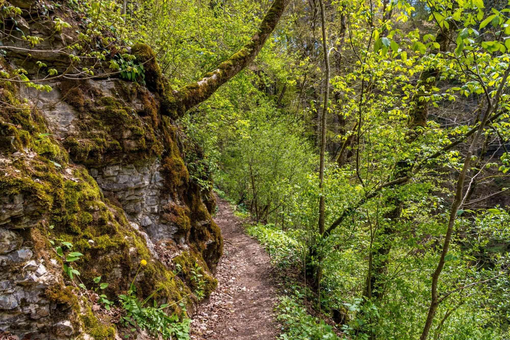 Schluchtensteig