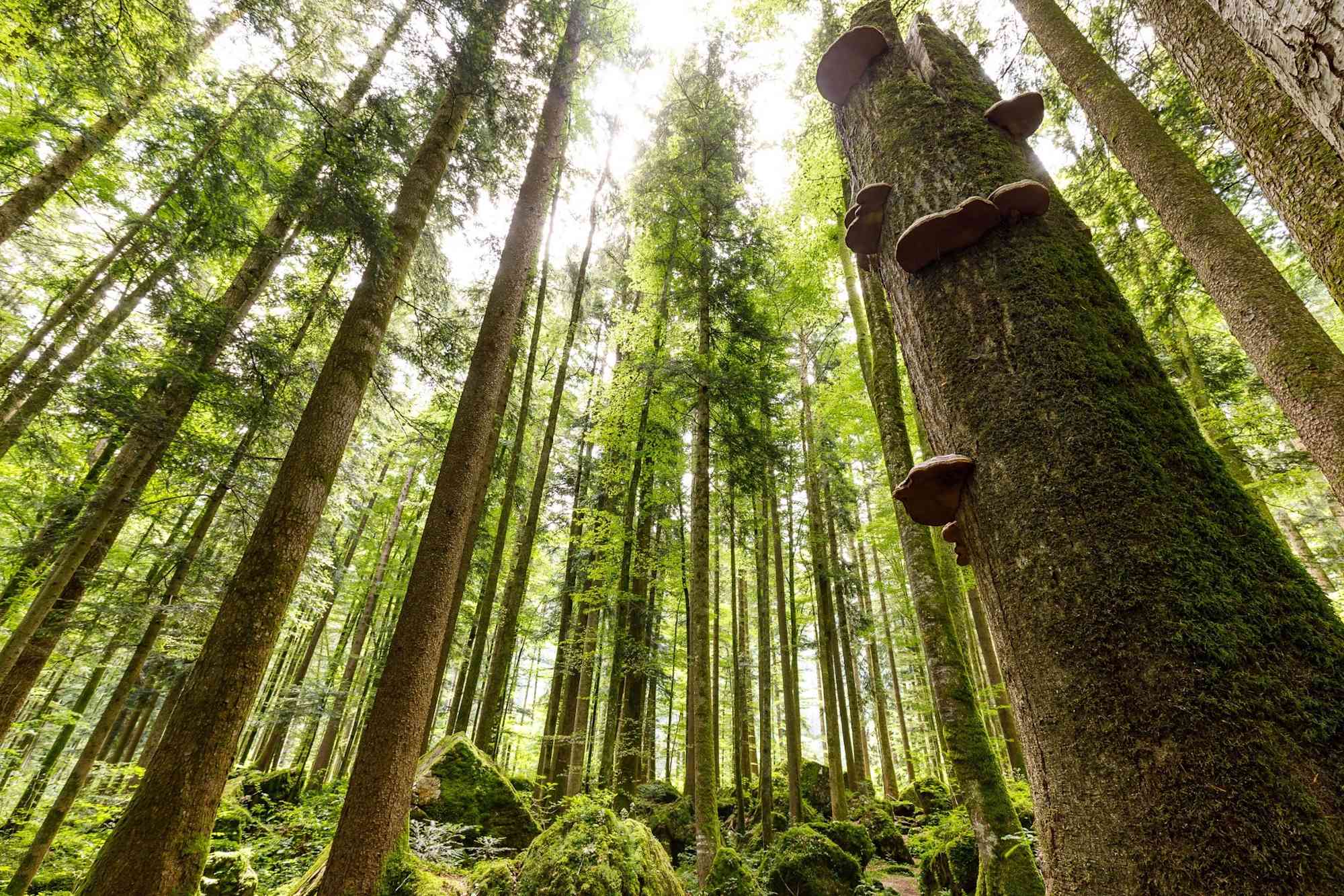 Der dichte Wald rund um den Zinnkopf